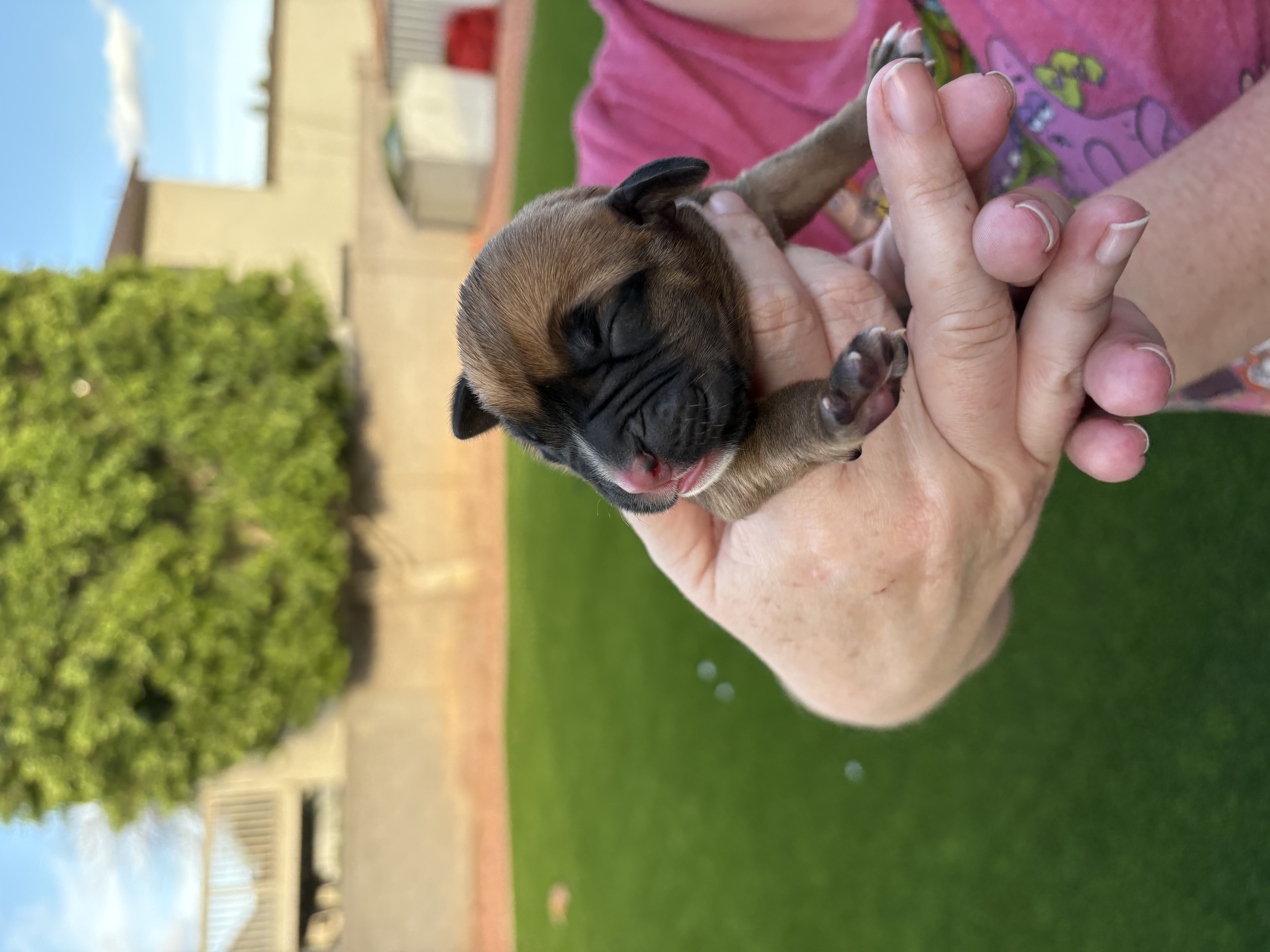 Boxer puppies image 3