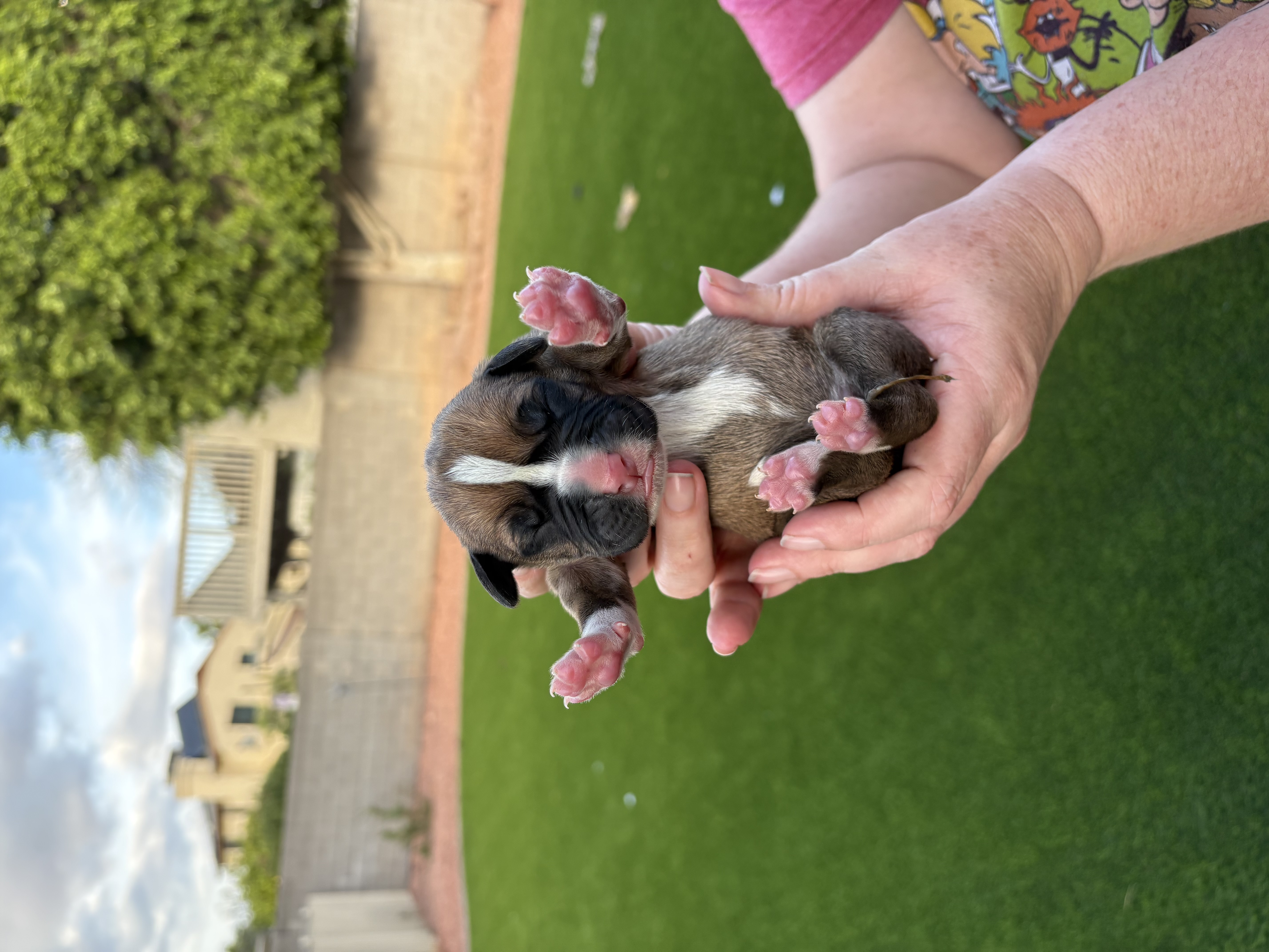 Boxer puppies image 2