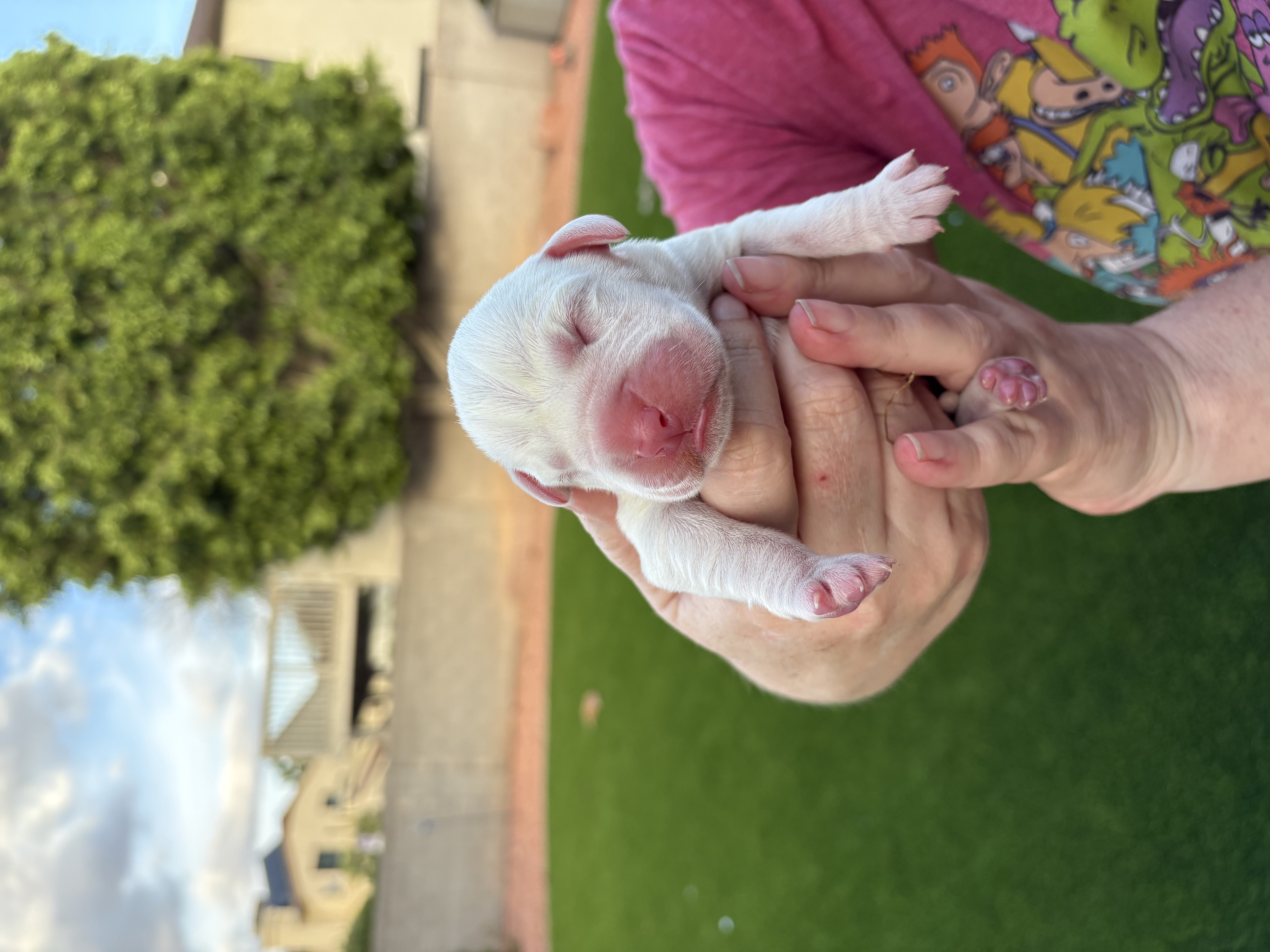 Boxer puppies image 1
