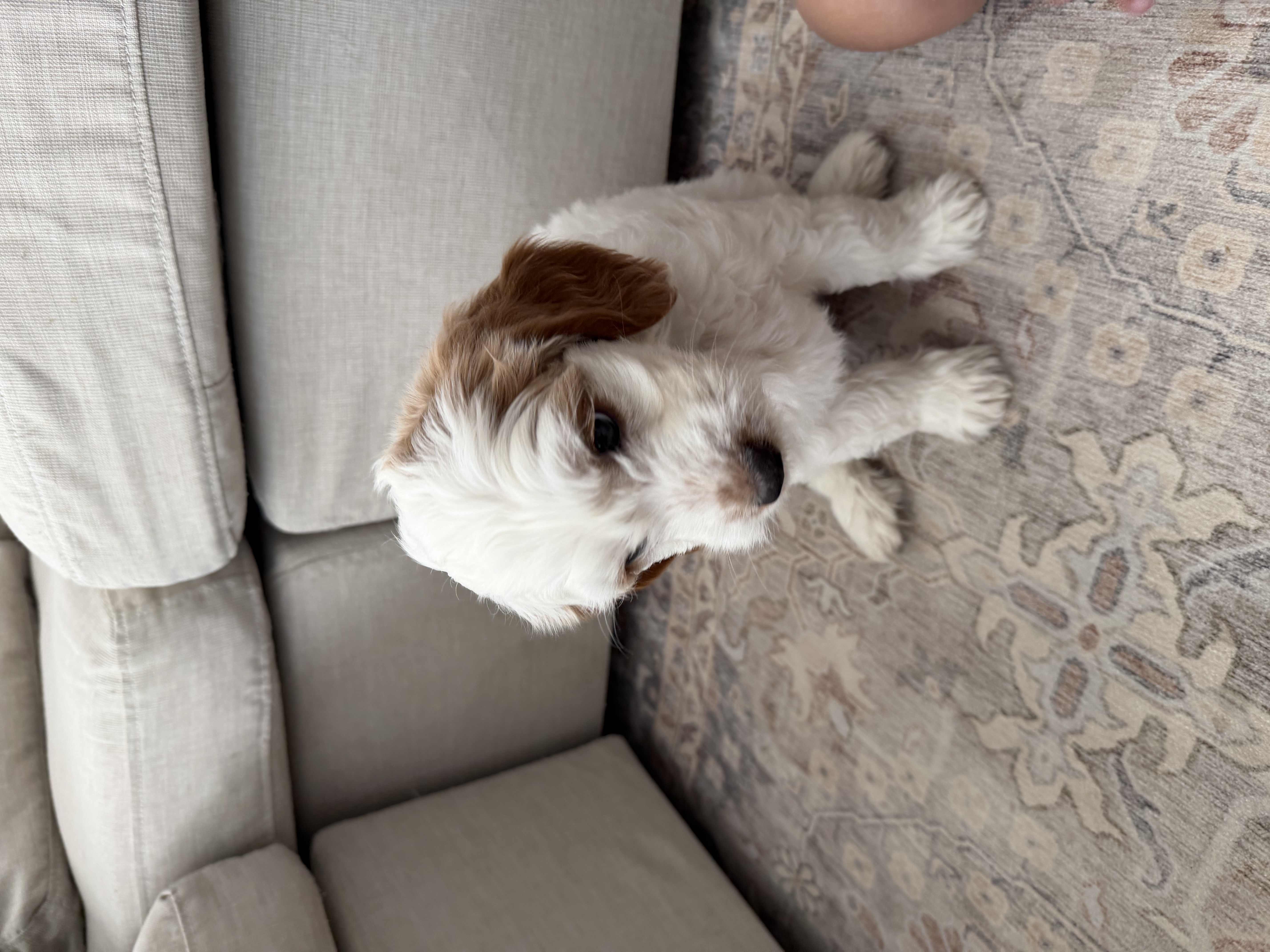 Mini Goldendoodle - Male puppy image 3