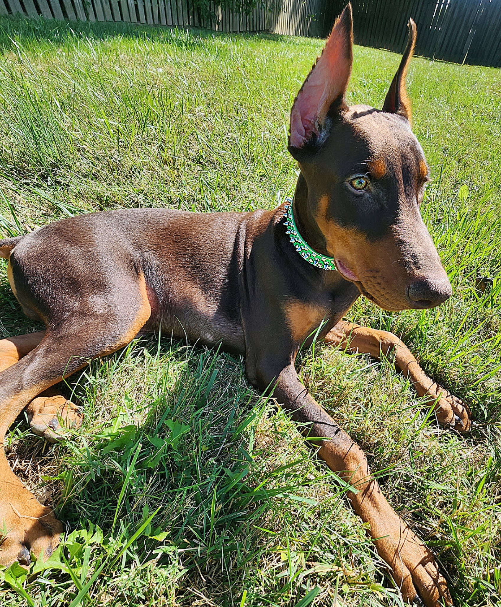 Red Male Doberman image 1