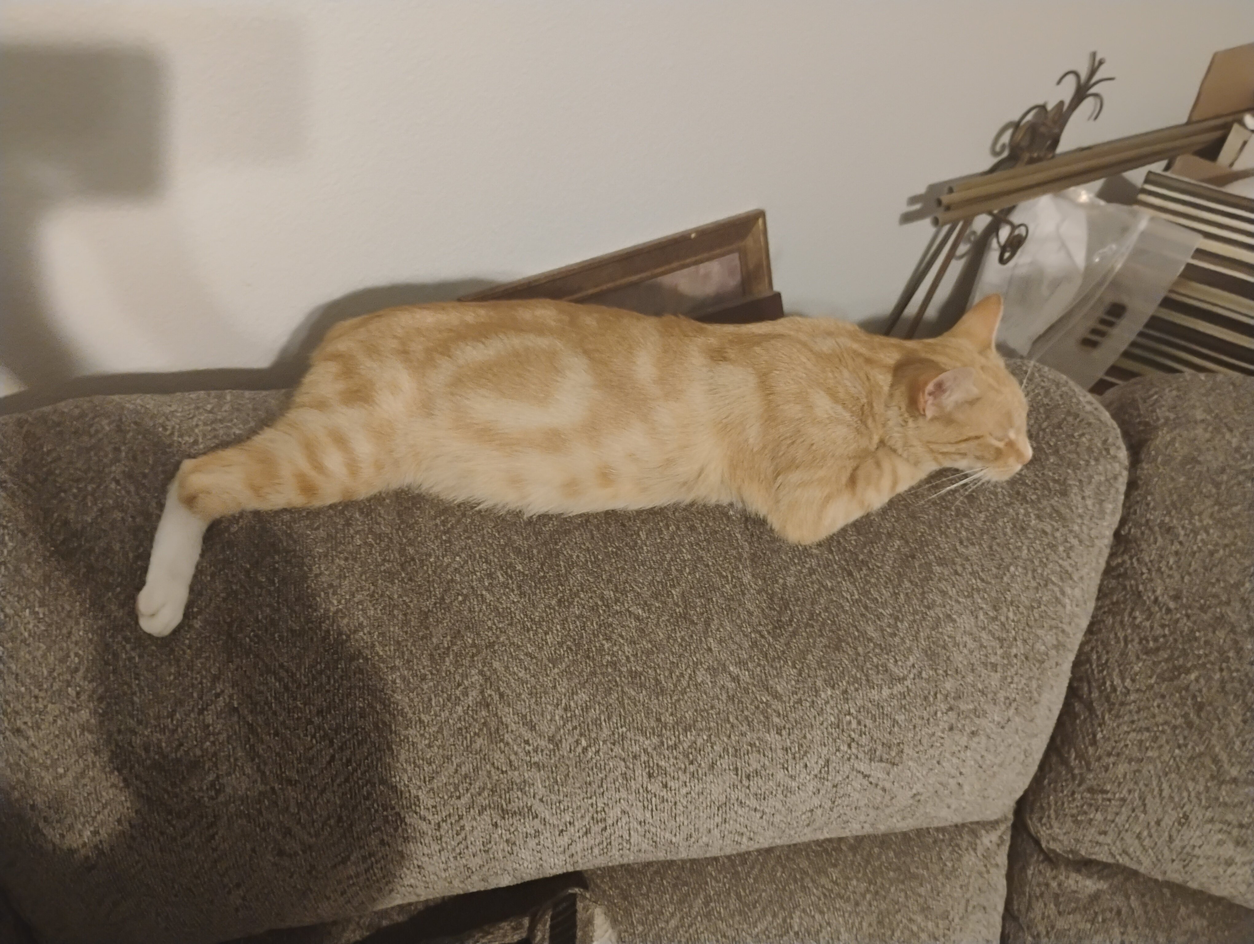 Cat (Solar) image 1