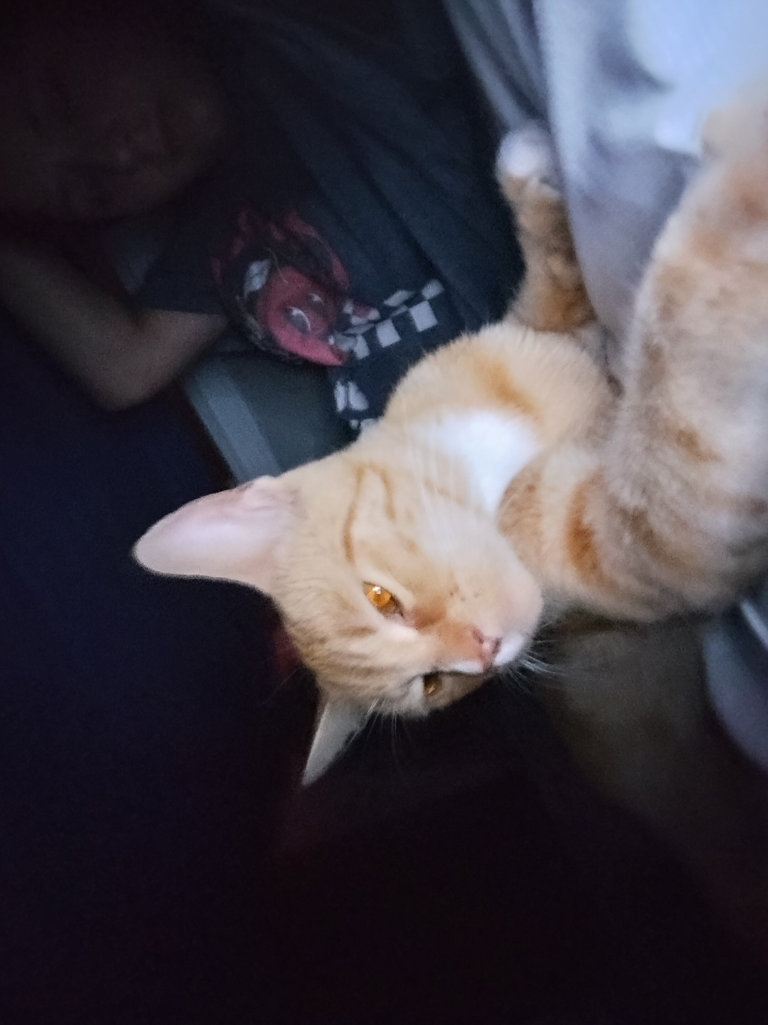 Cat (Solar) image 3
