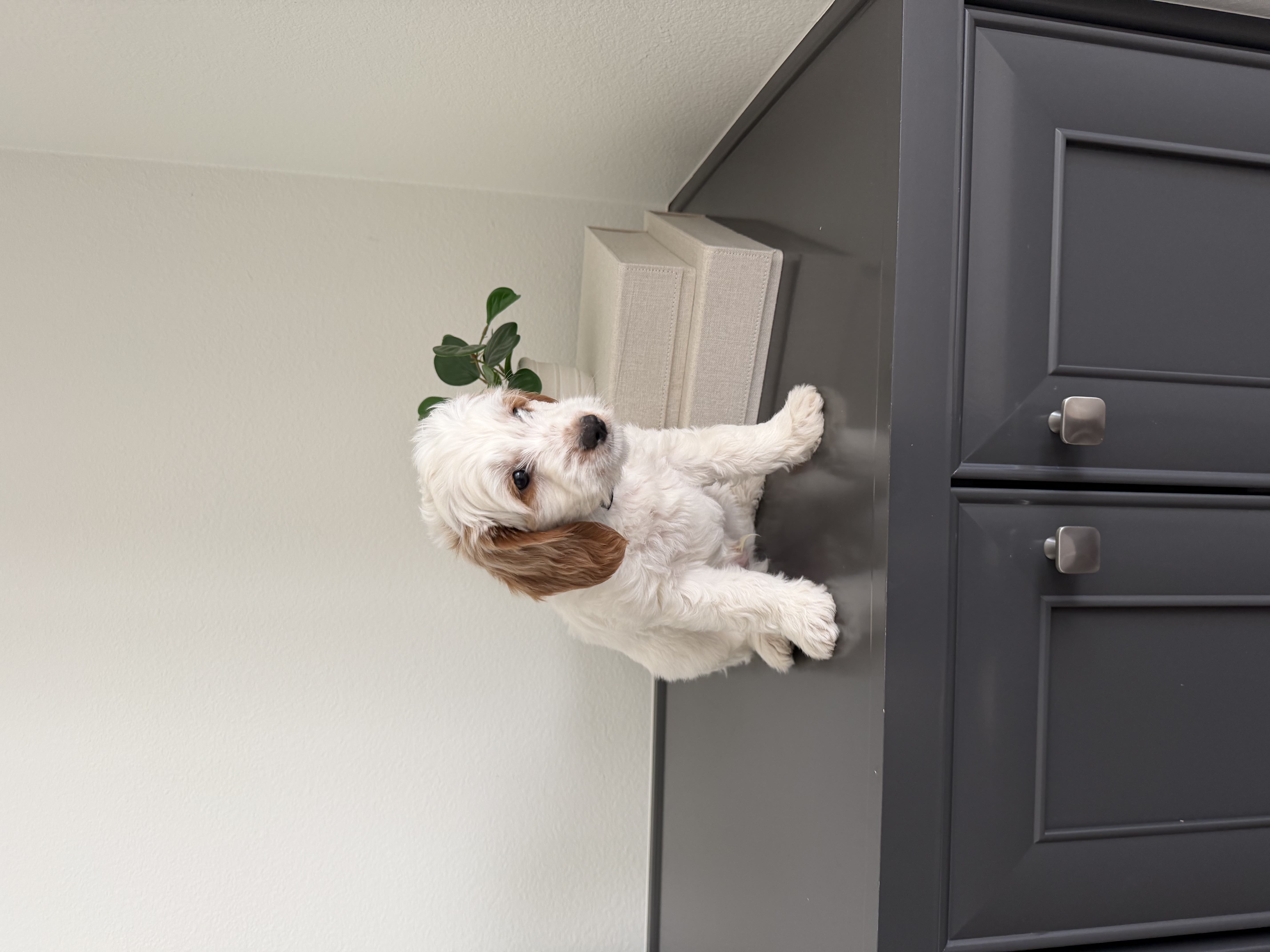 Mini Goldendoodle - Male puppy image 2