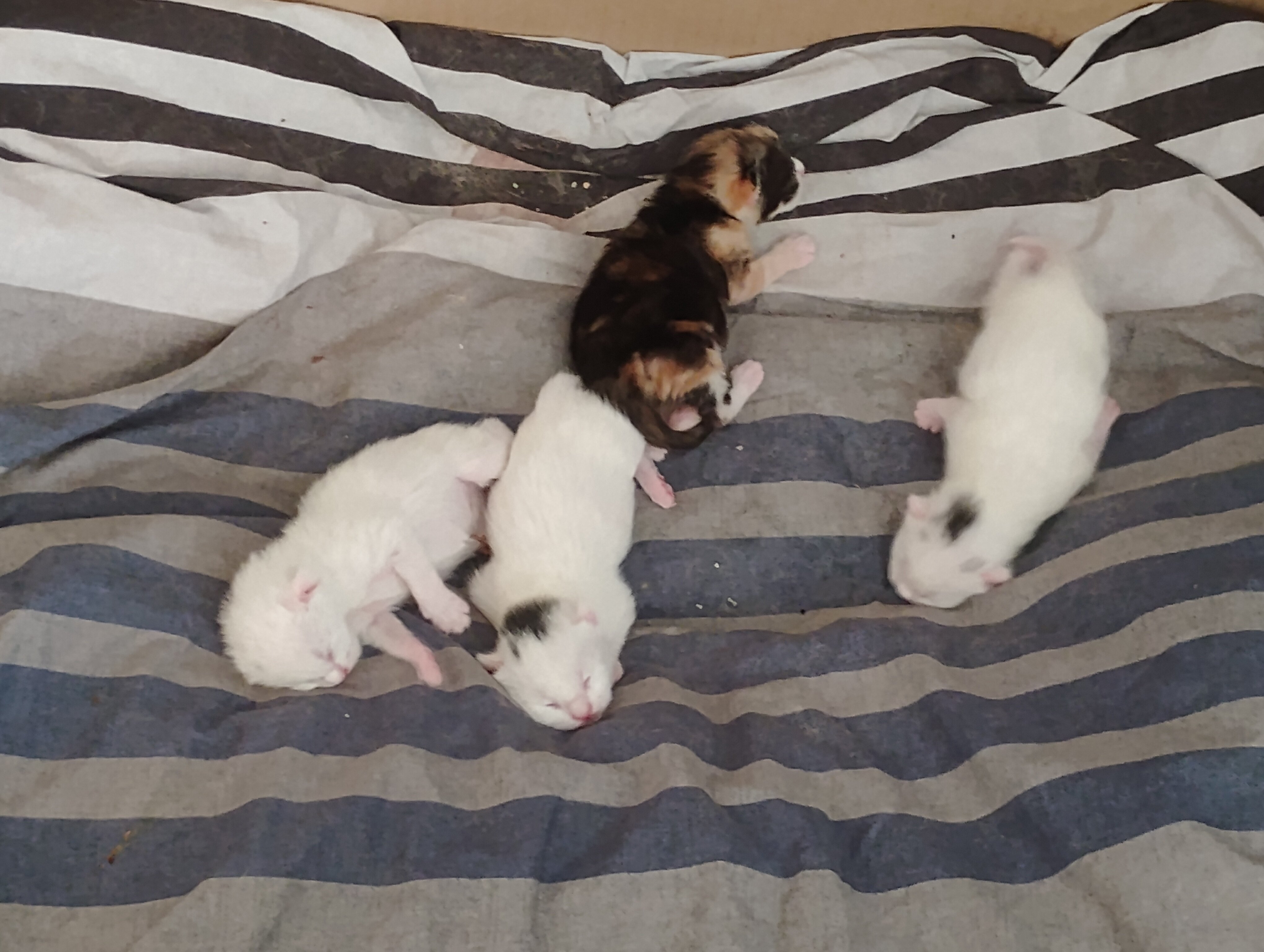 Kittens image 8