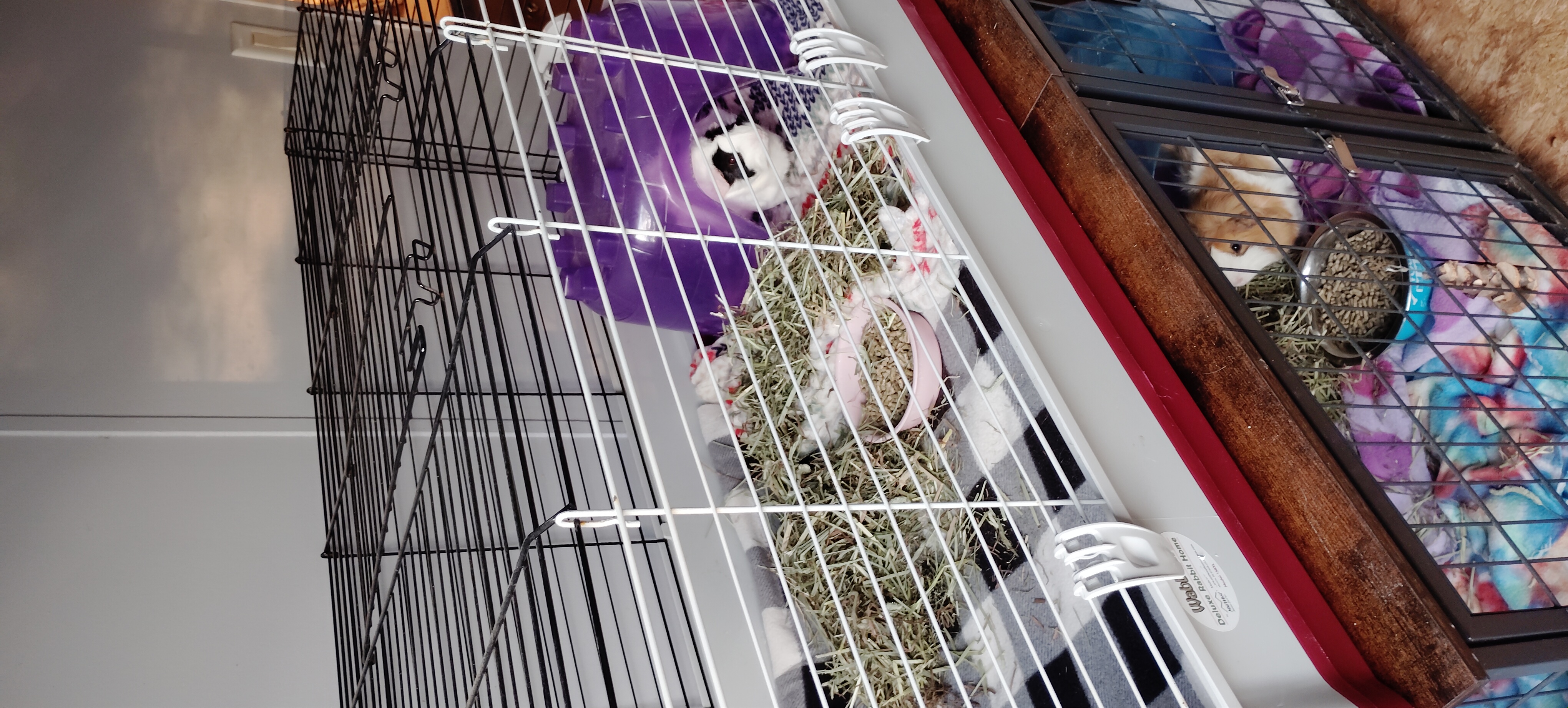 2 female guinea pigs & cage image 5