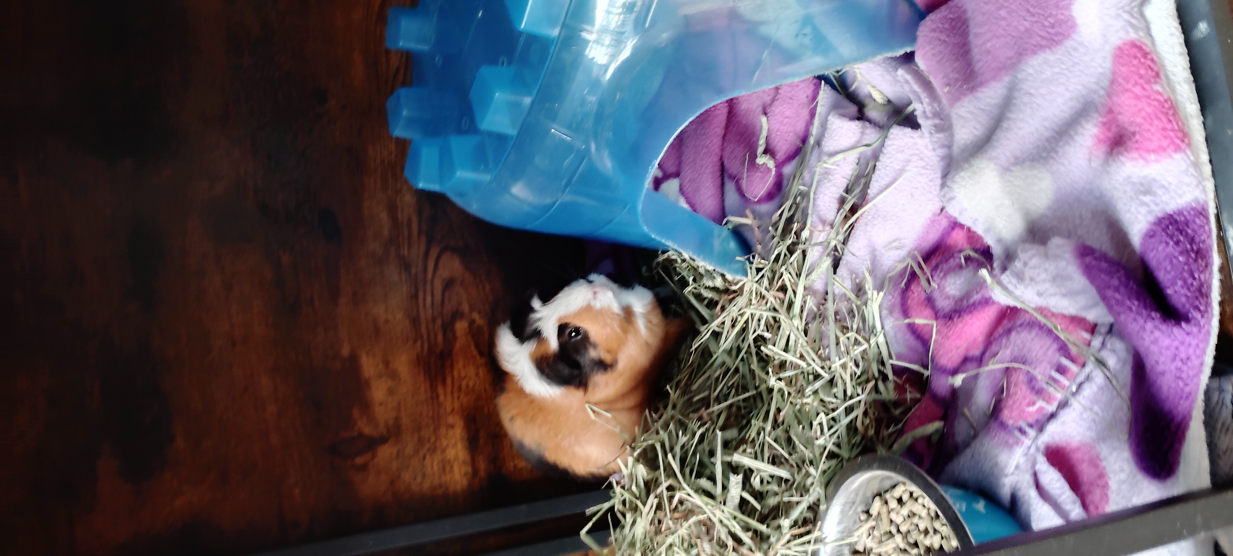 2 female guinea pigs & cage image 1