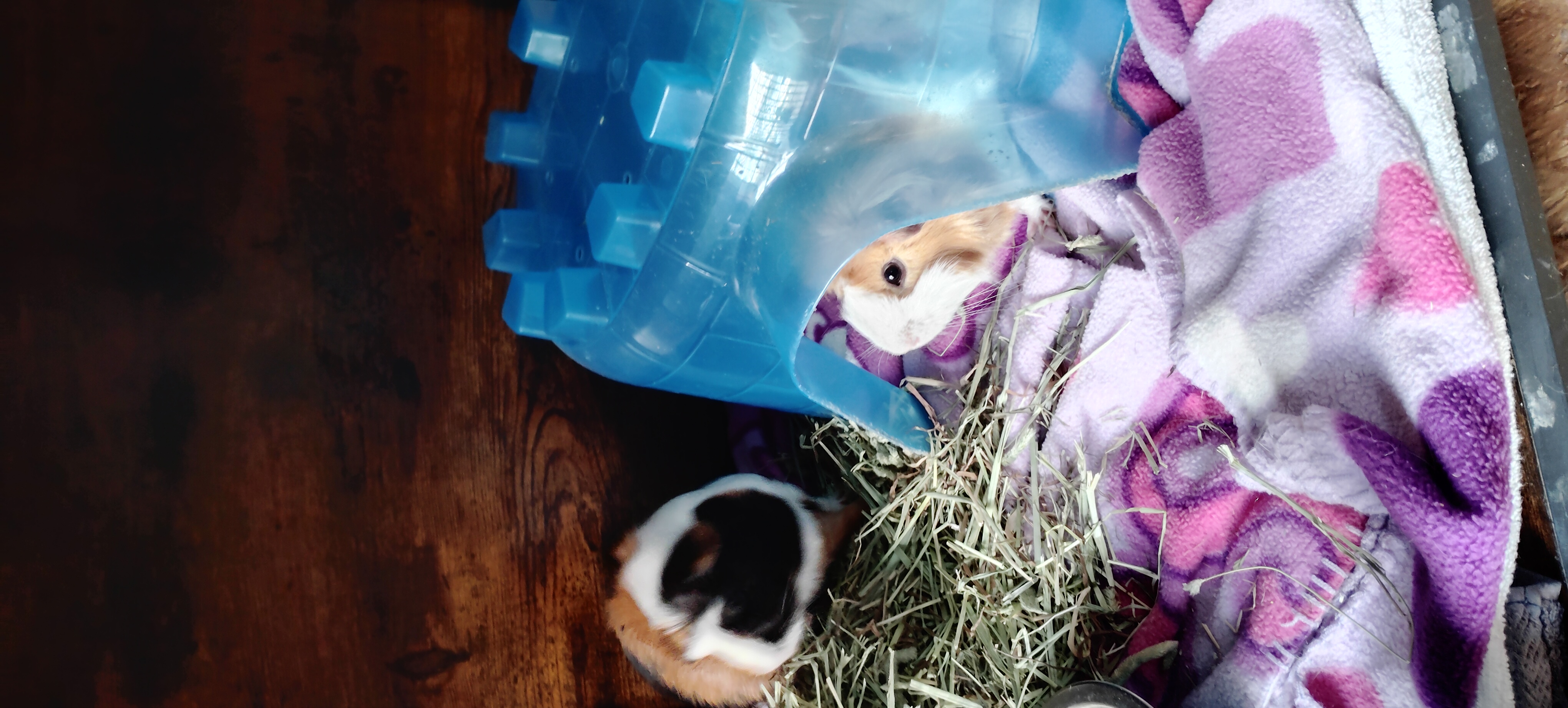 2 female guinea pigs & cage image 2