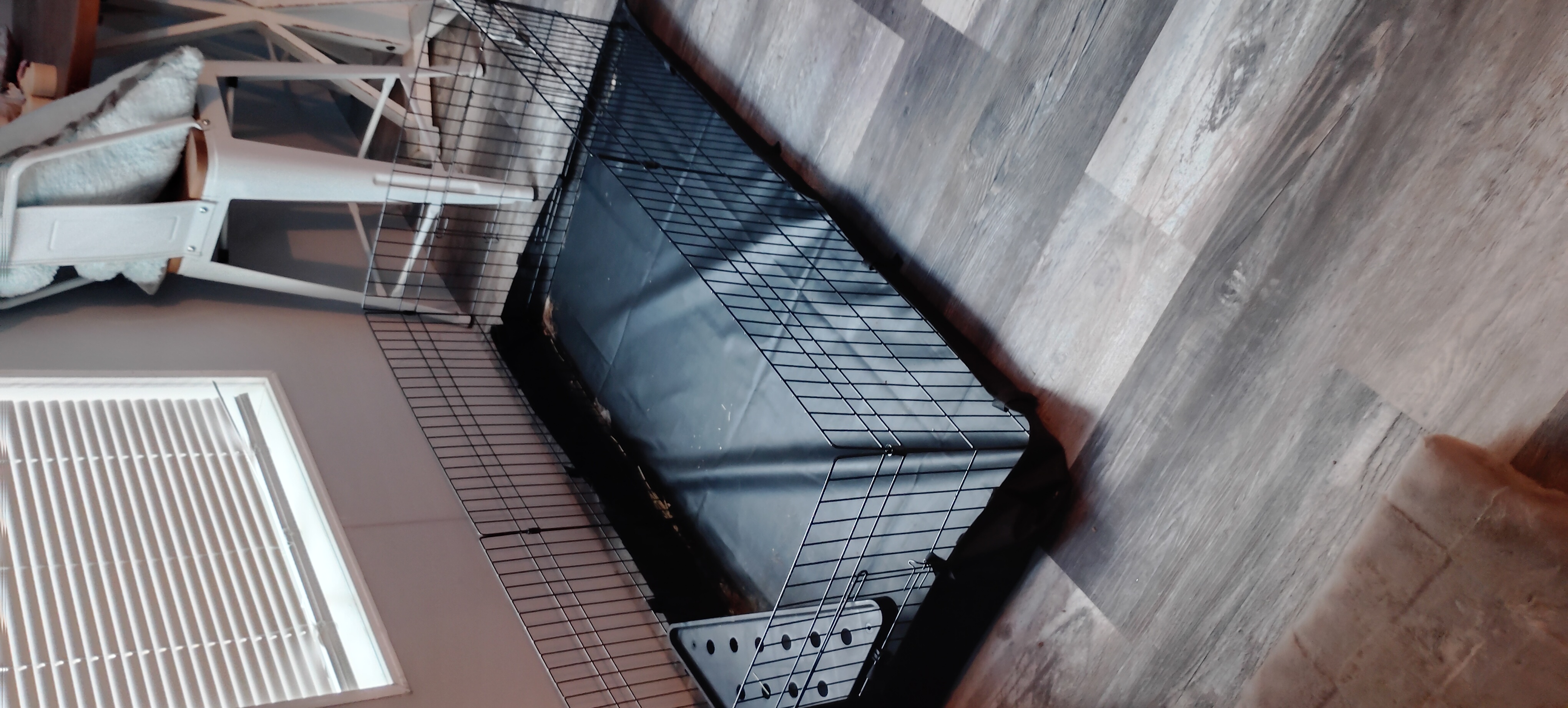 2 female guinea pigs & cage image 3