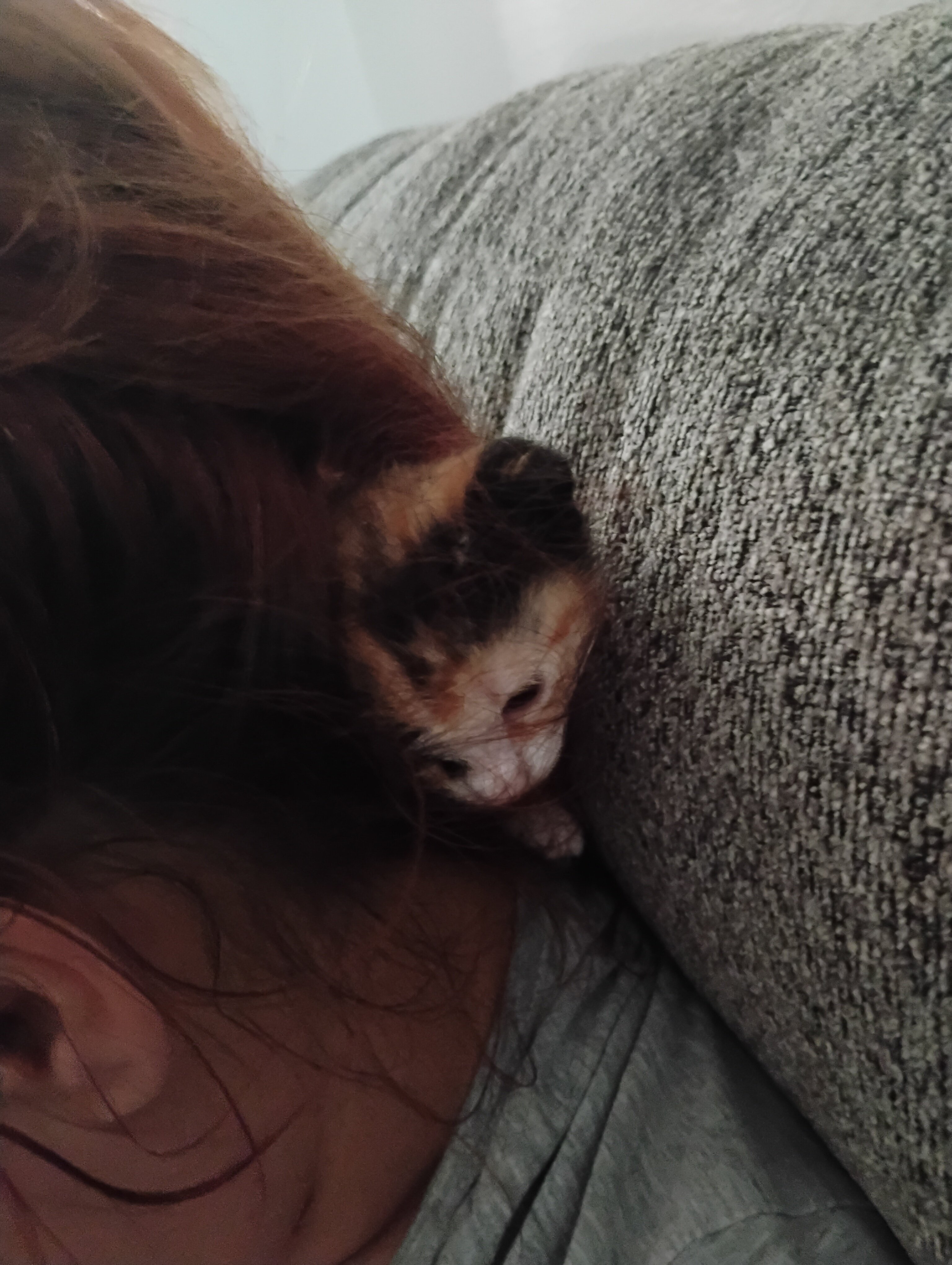 Kittens image 1