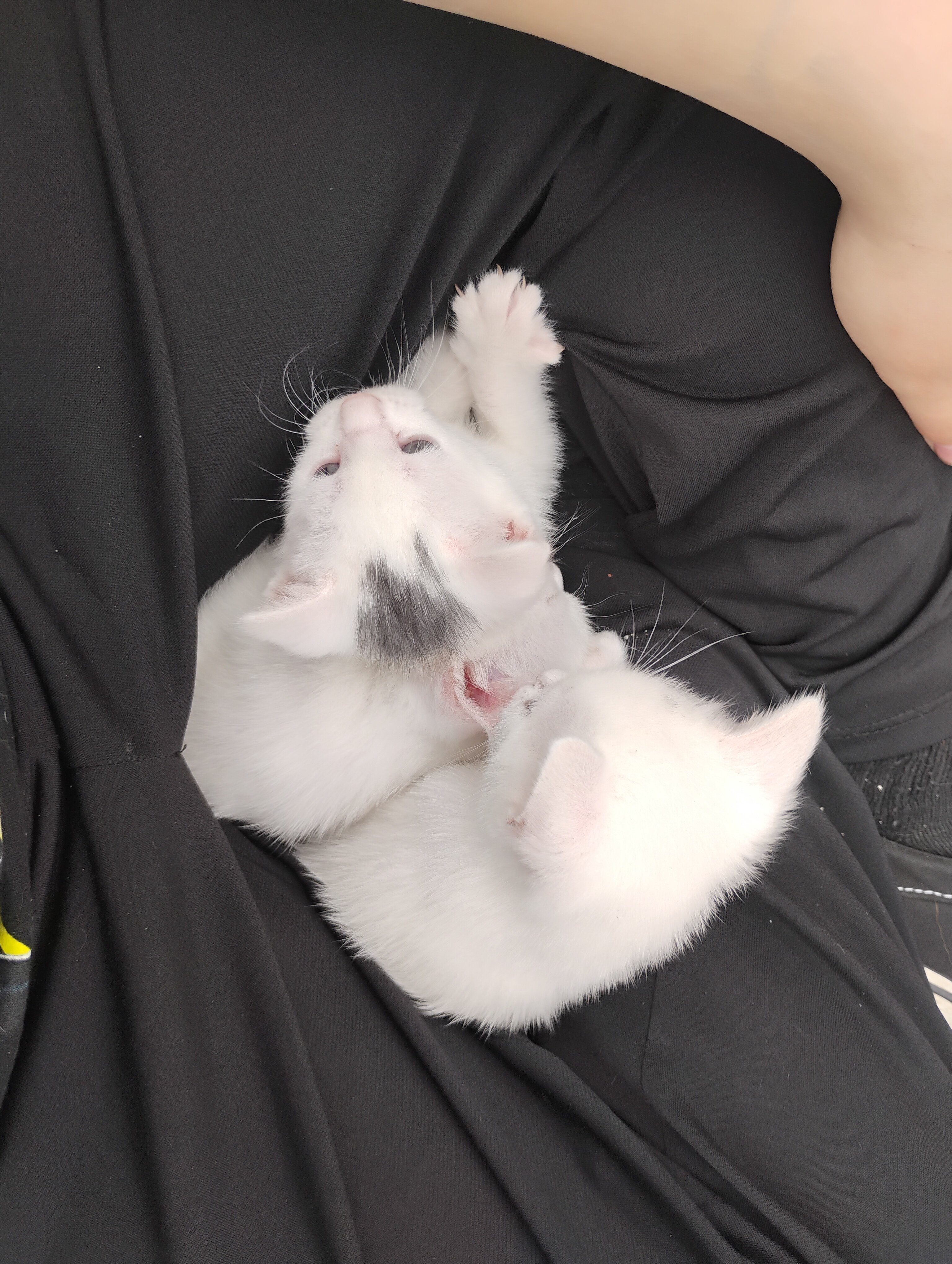 Kittens image 5
