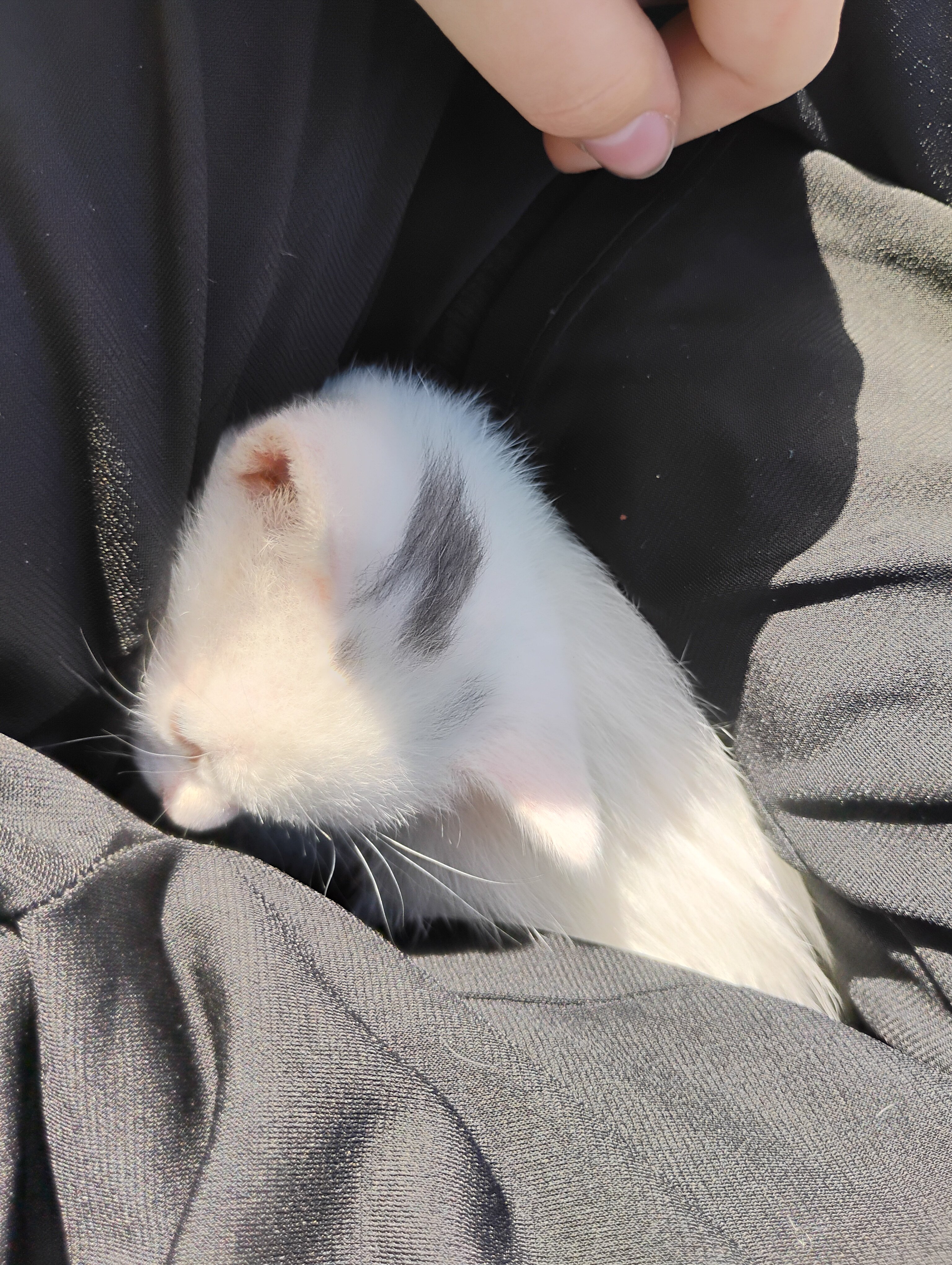 Kittens image 6