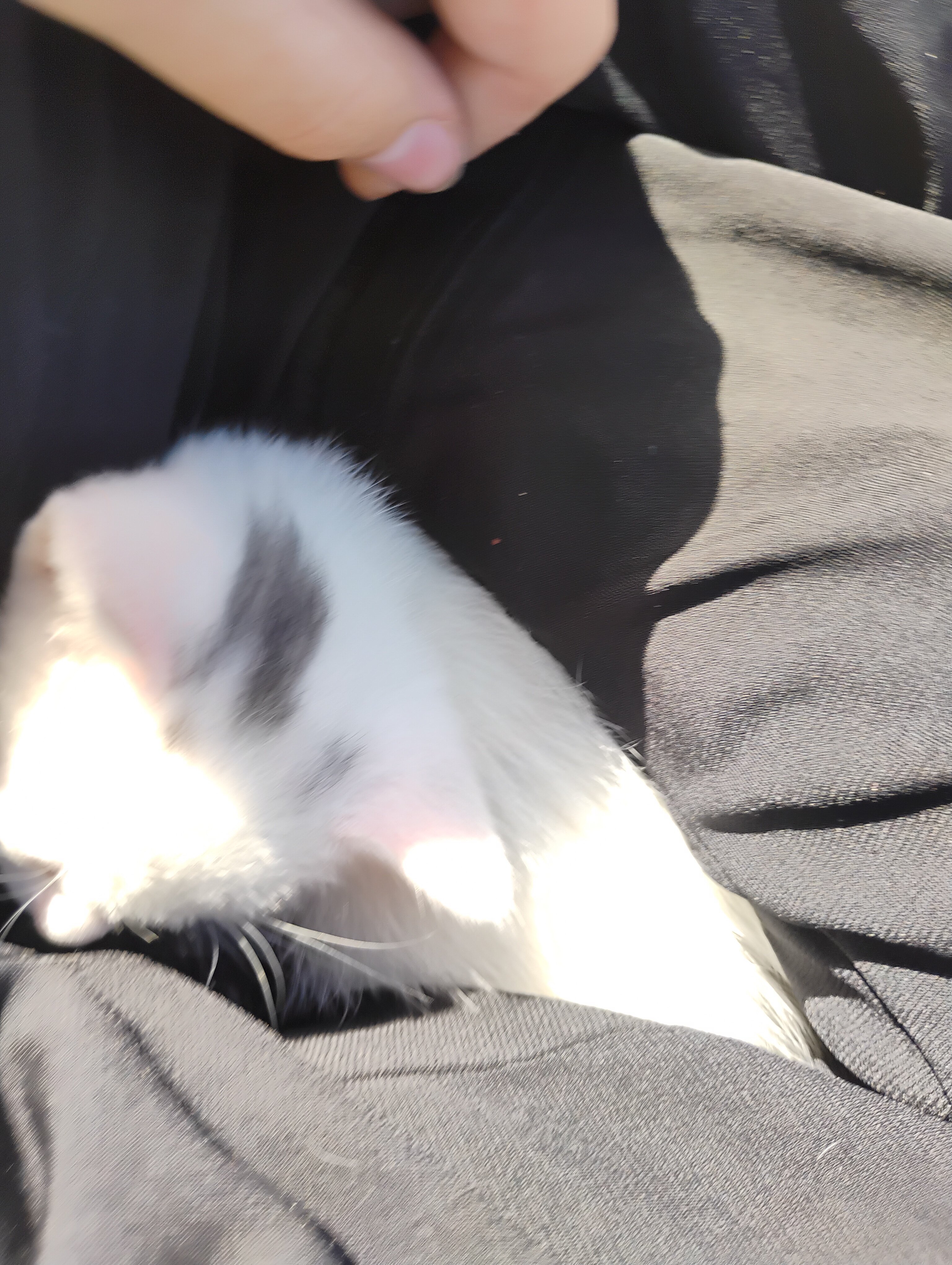Kittens image 3