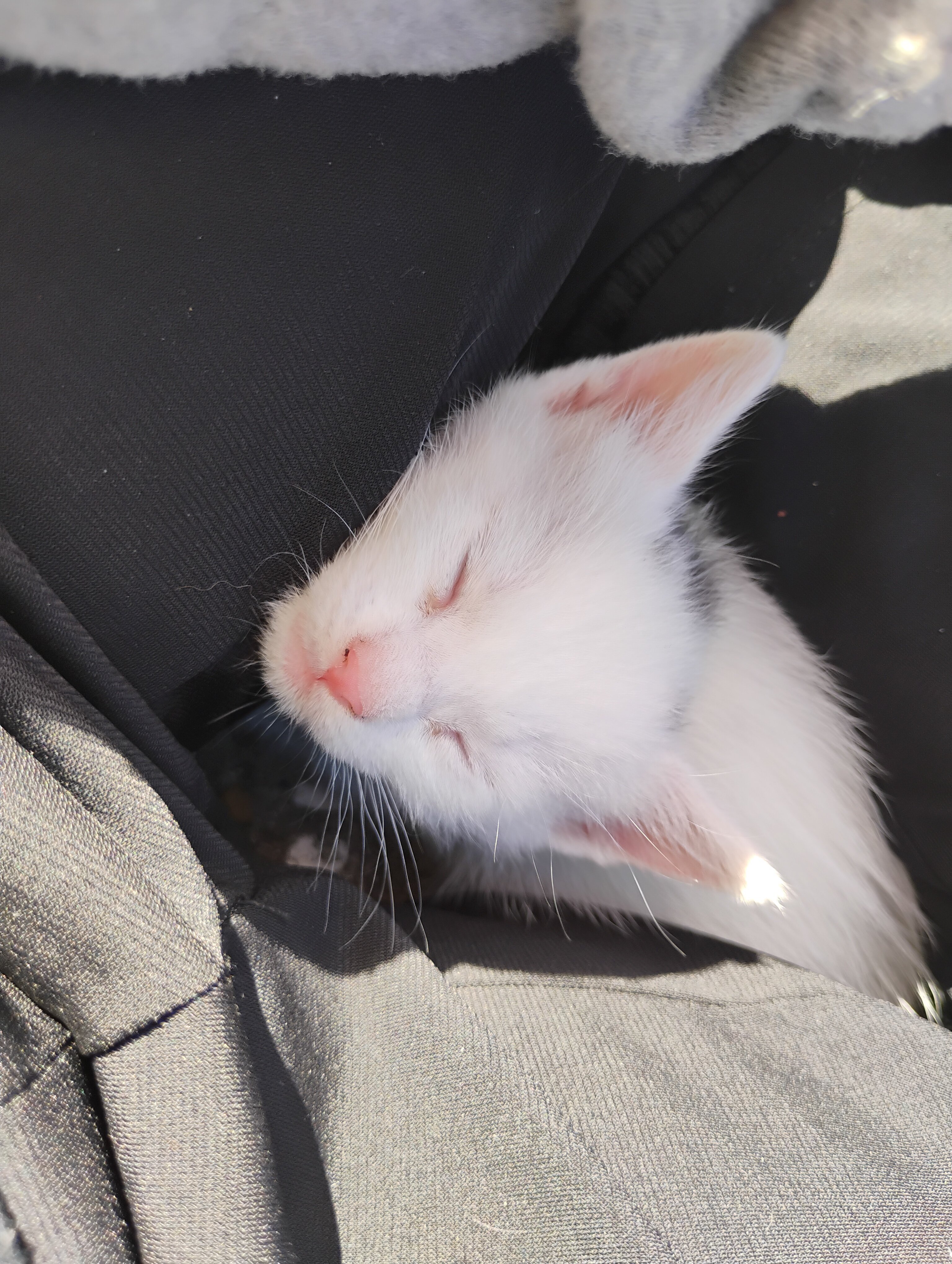 Kittens image 4
