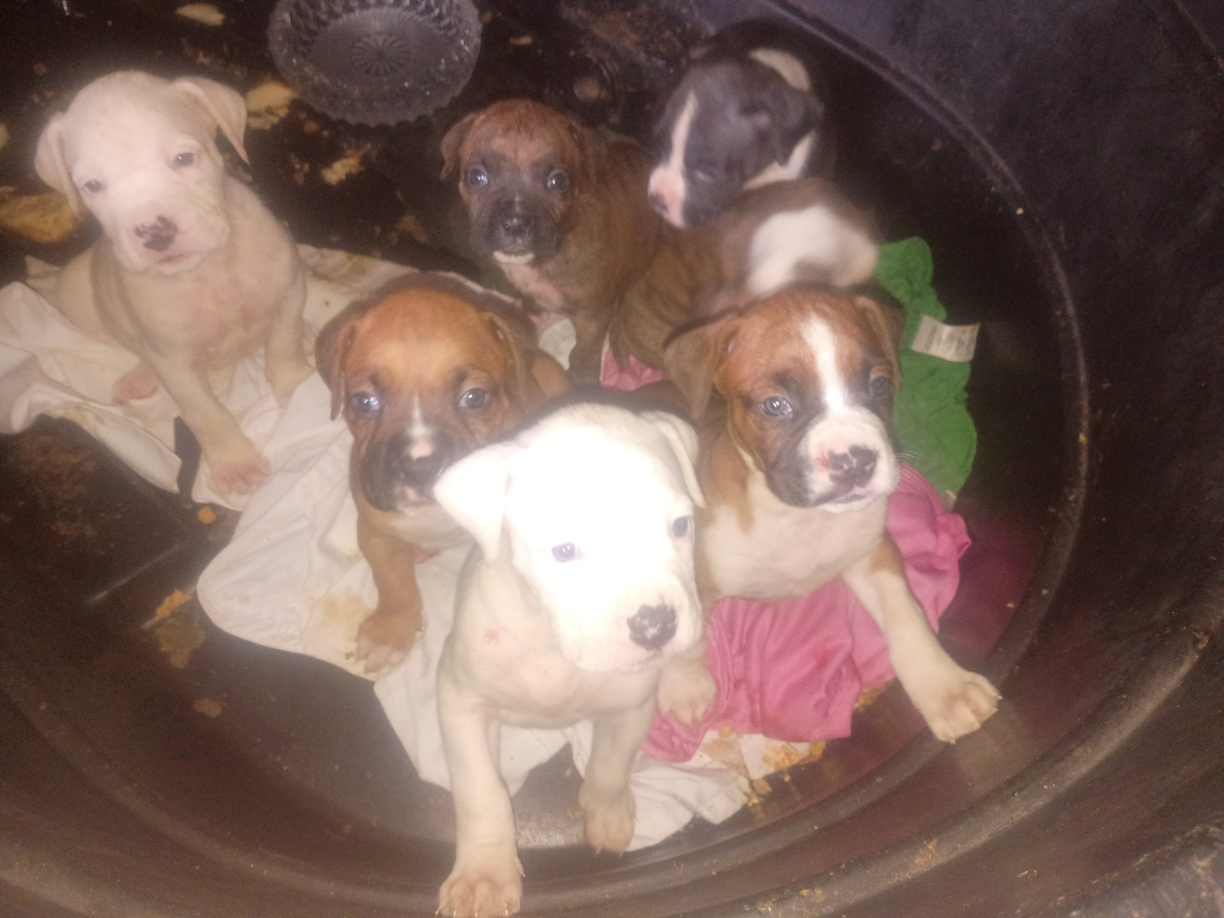 3p ranch n kennels image 6