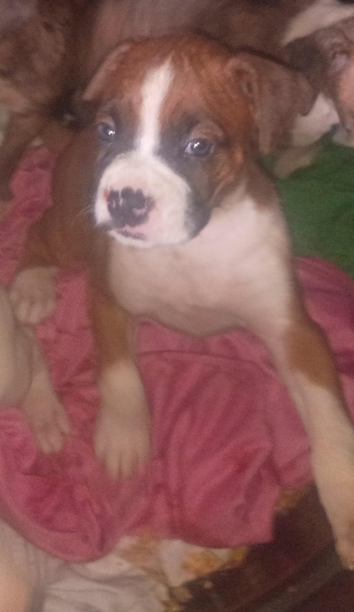 3p ranch n kennels image 4