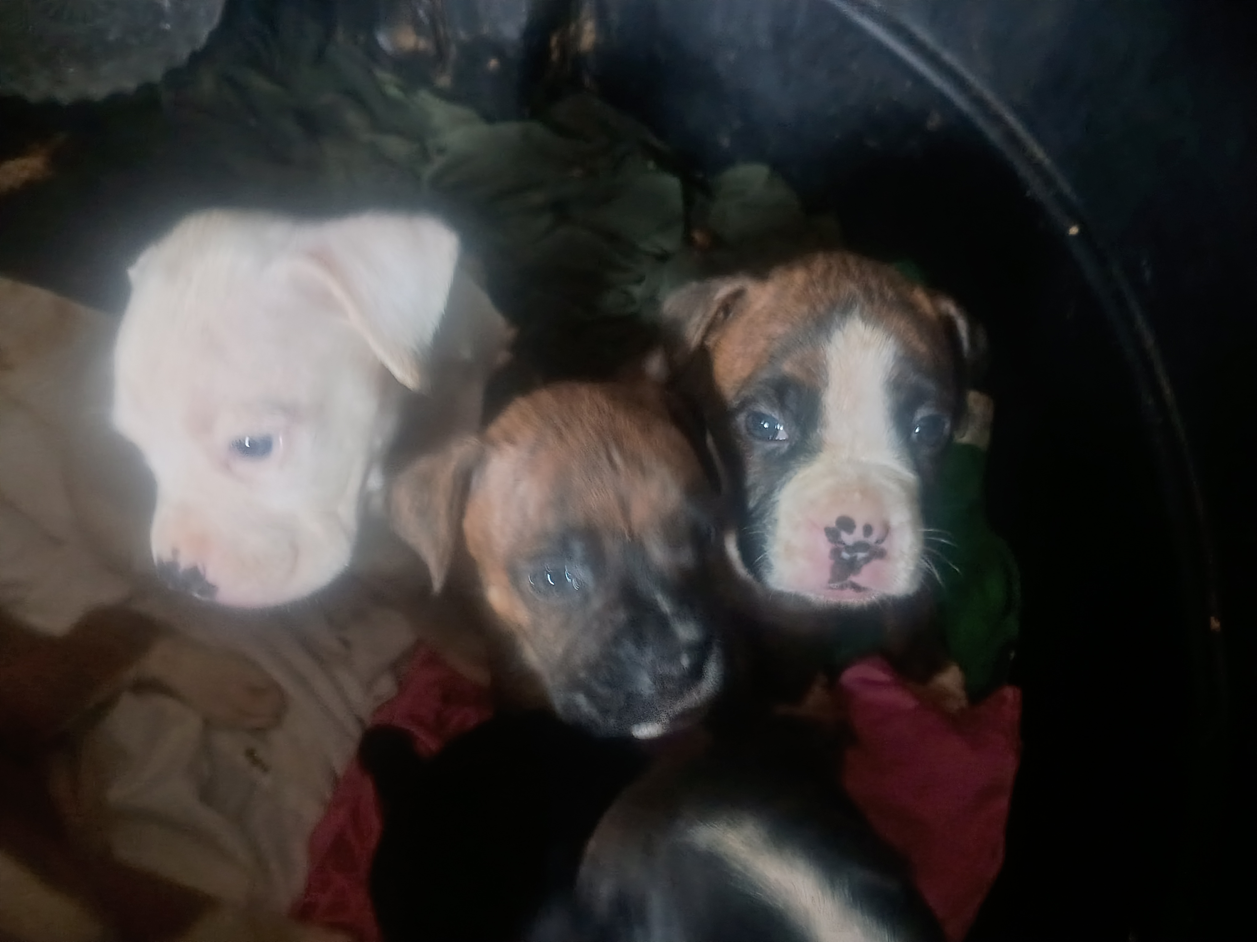 3p ranch n kennels image 5