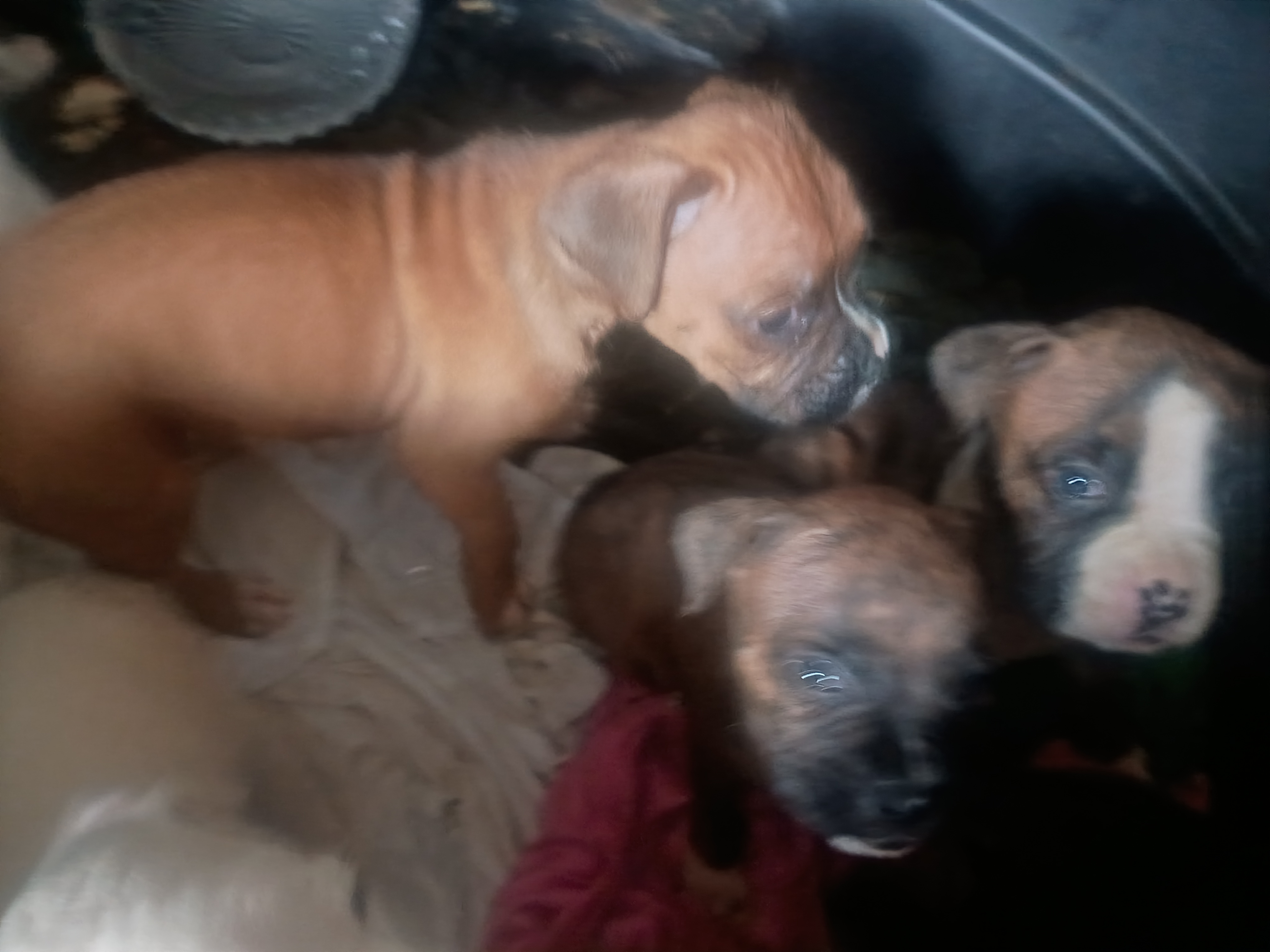 3p ranch n kennels image 8