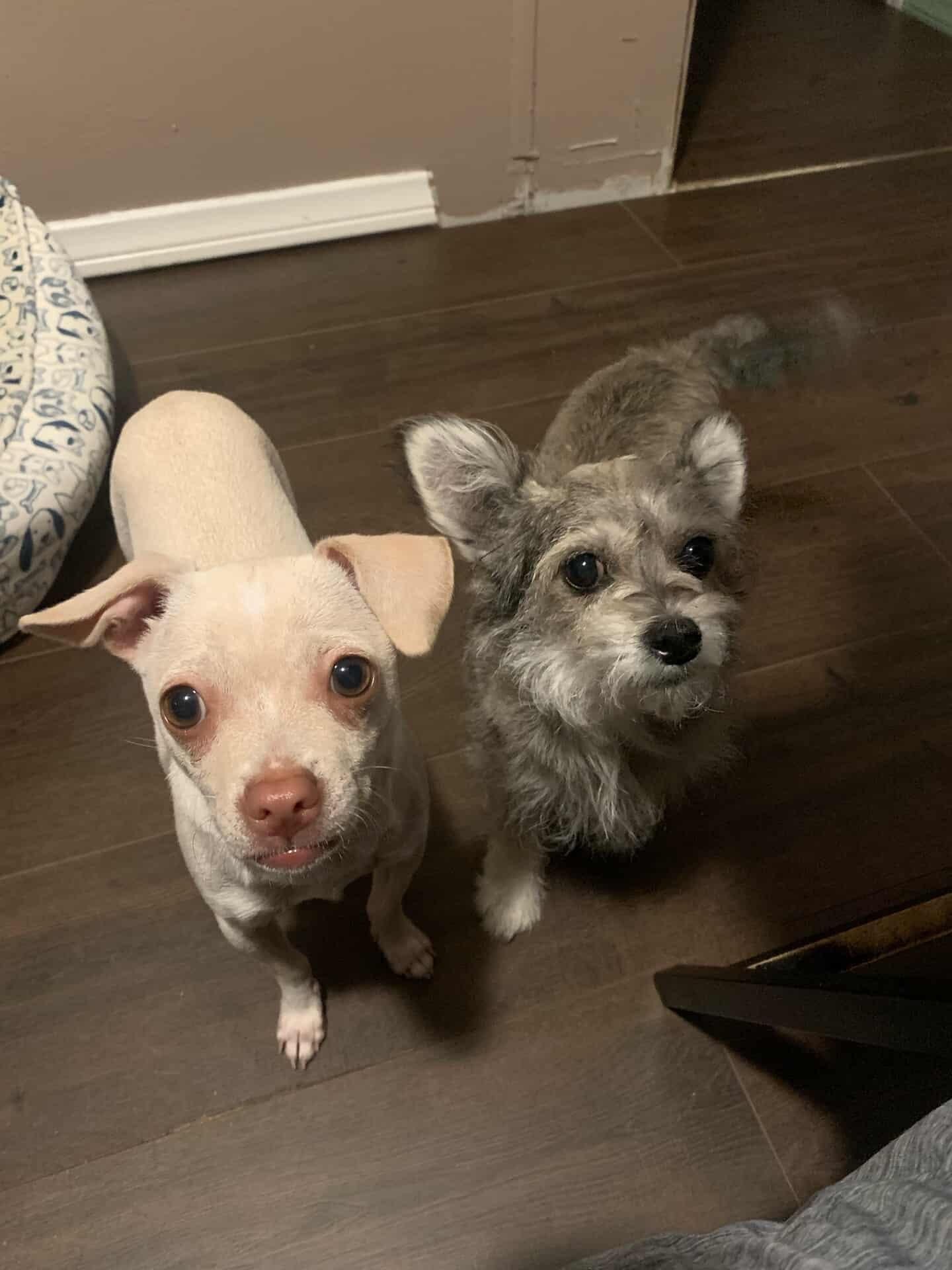Chihuahua image 3
