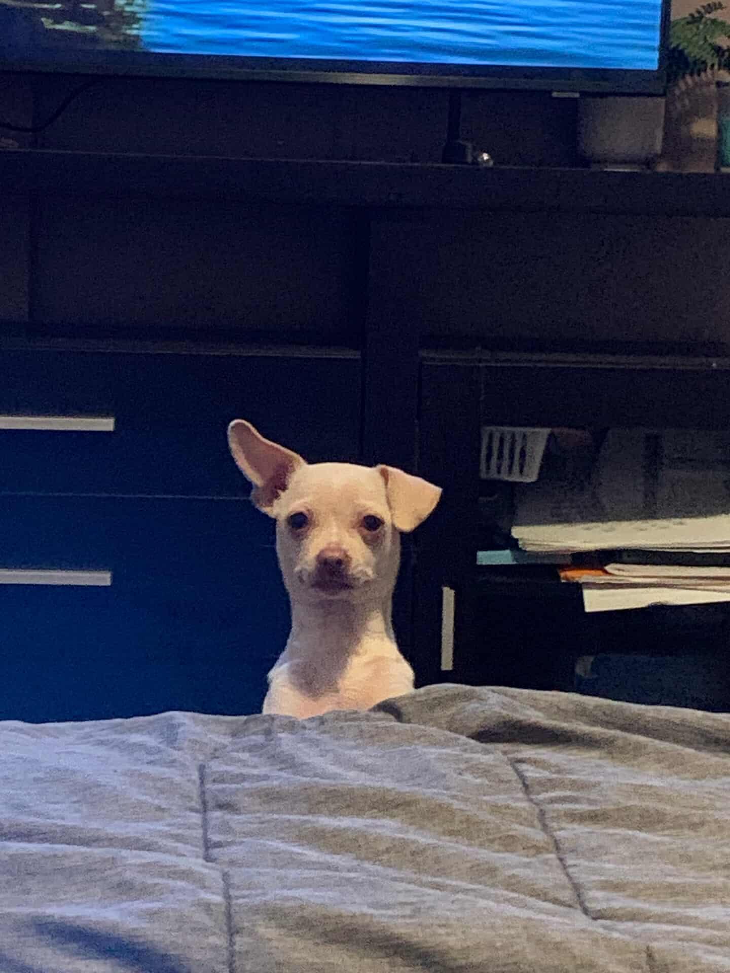 Chihuahua image 4