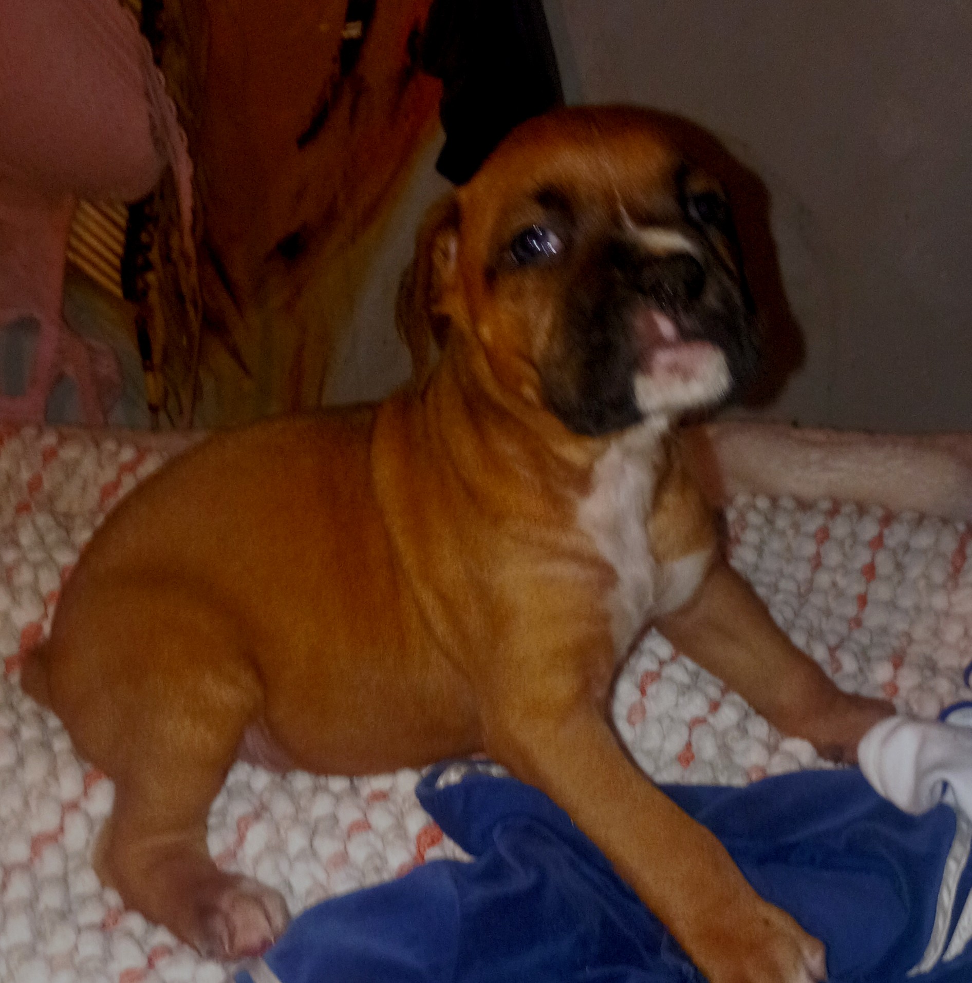 3p ranch n kennels image 7