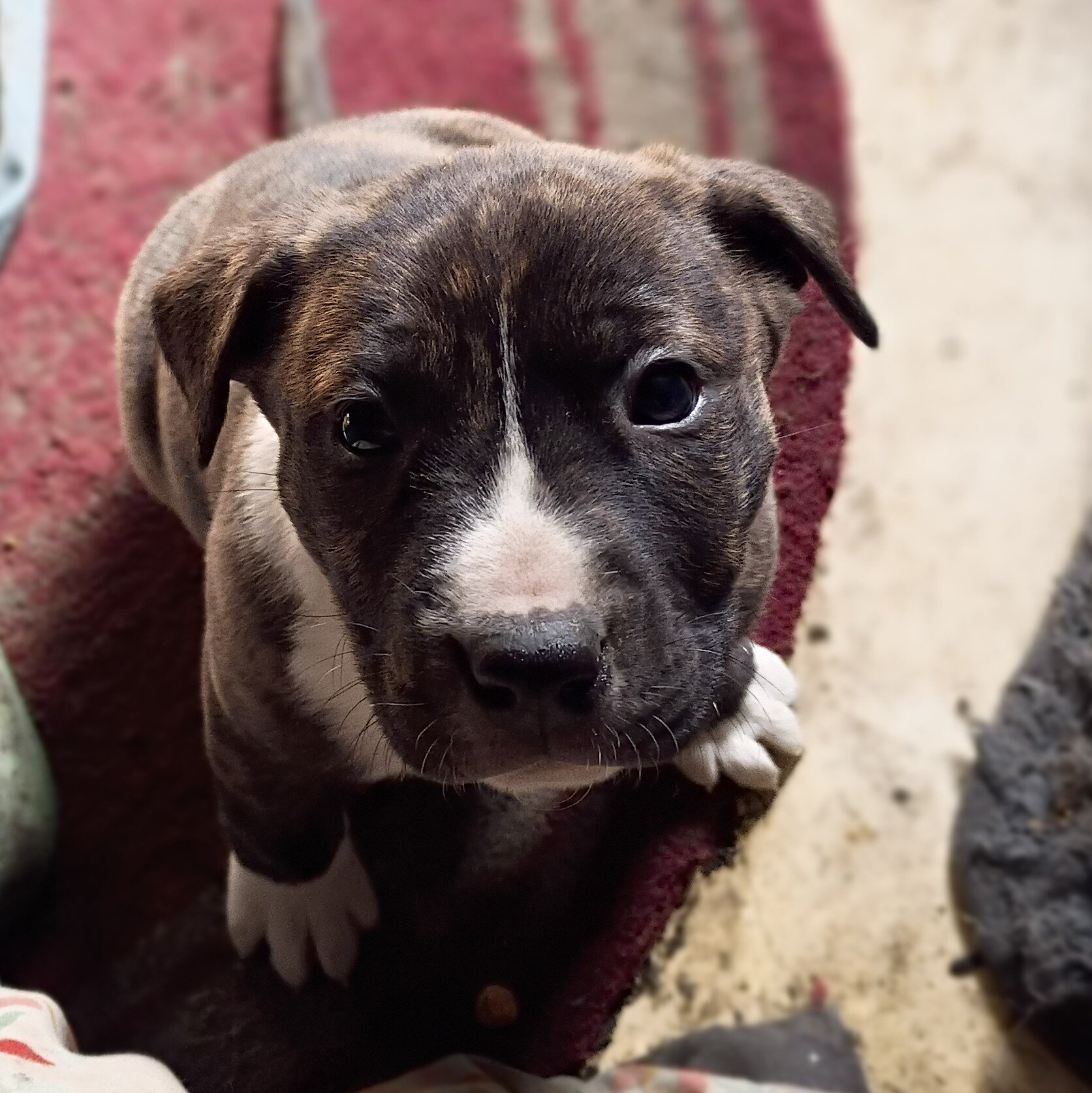 Cane Corso/Pit mix image 3
