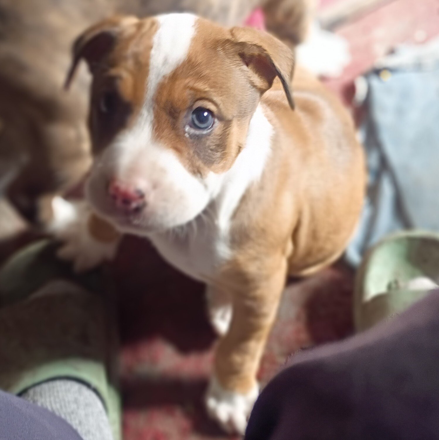 Cane Corso/Pit mix image 4