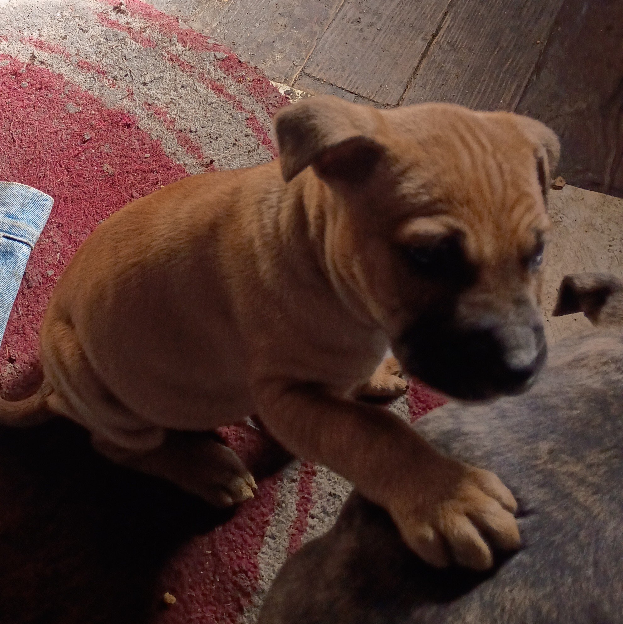 Cane Corso/Pit mix image 5