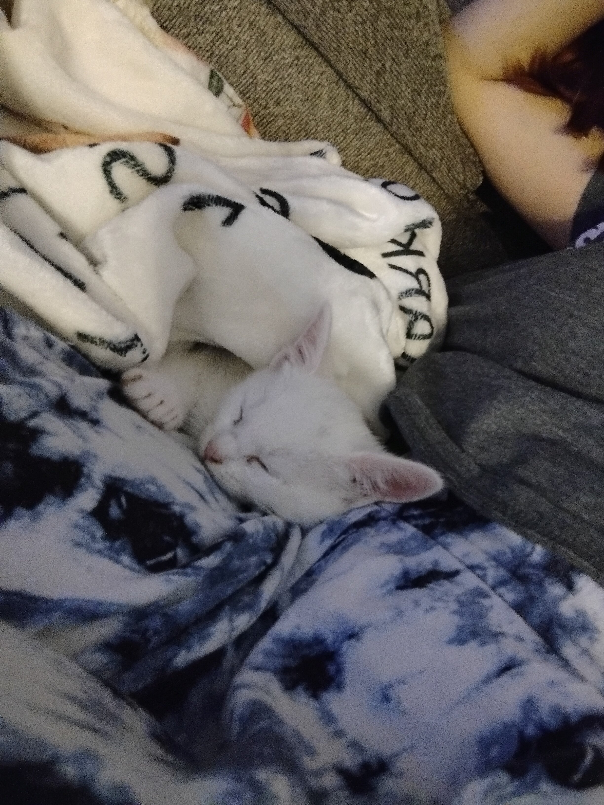 Kittens image 2