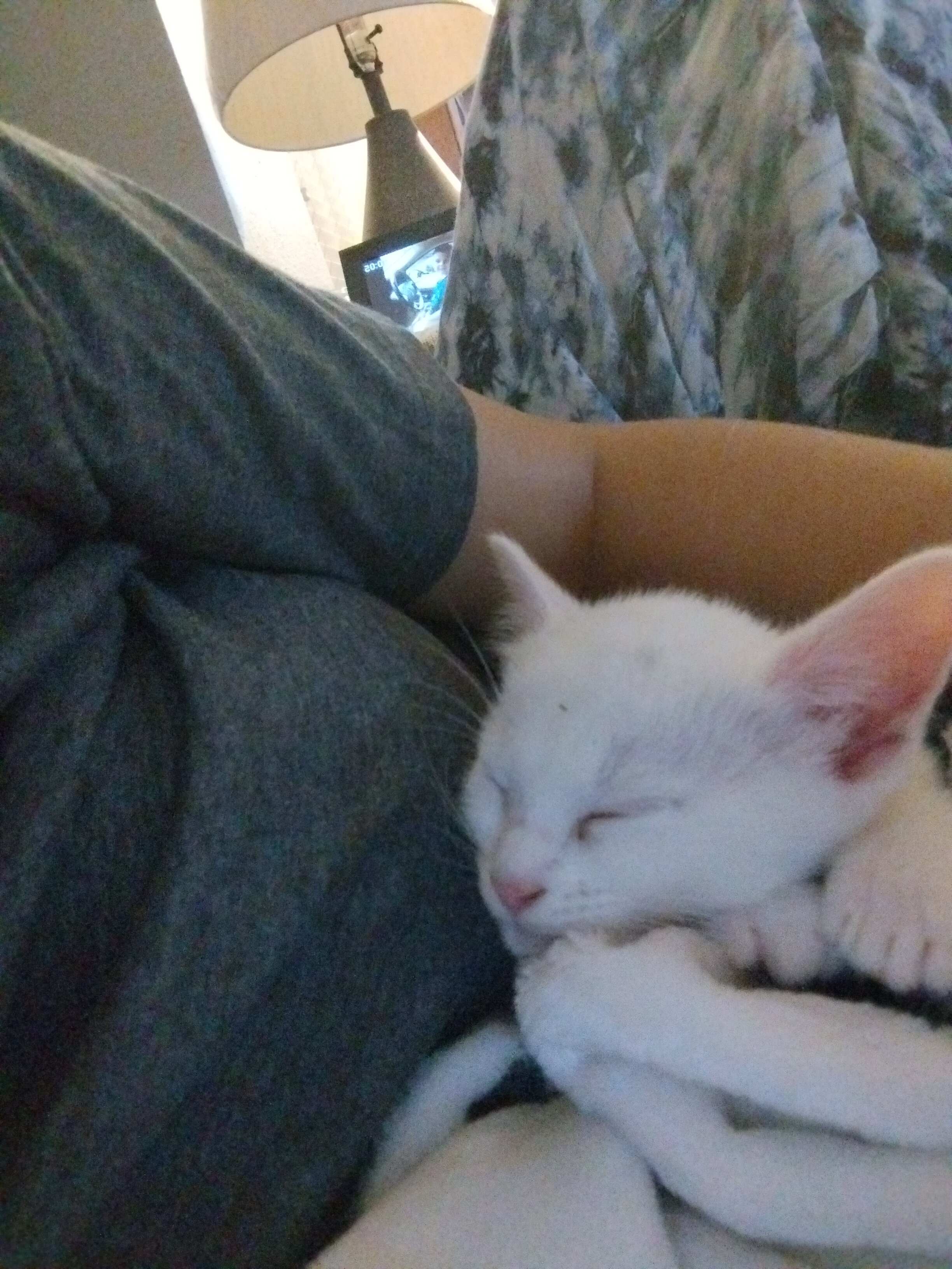 Kittens and cat image 3