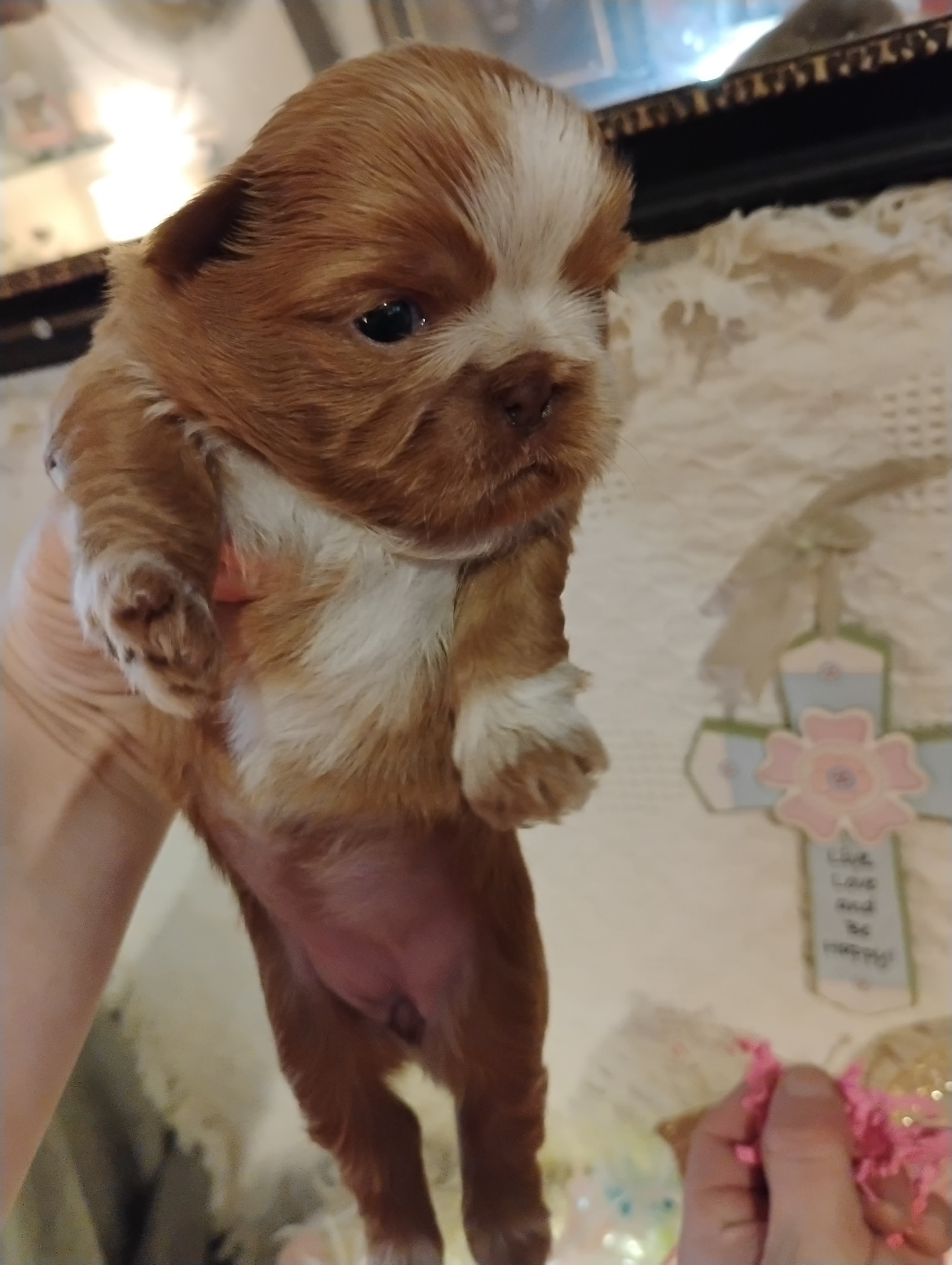 Akc shih tzu puppy 2 boys and one girl image 3