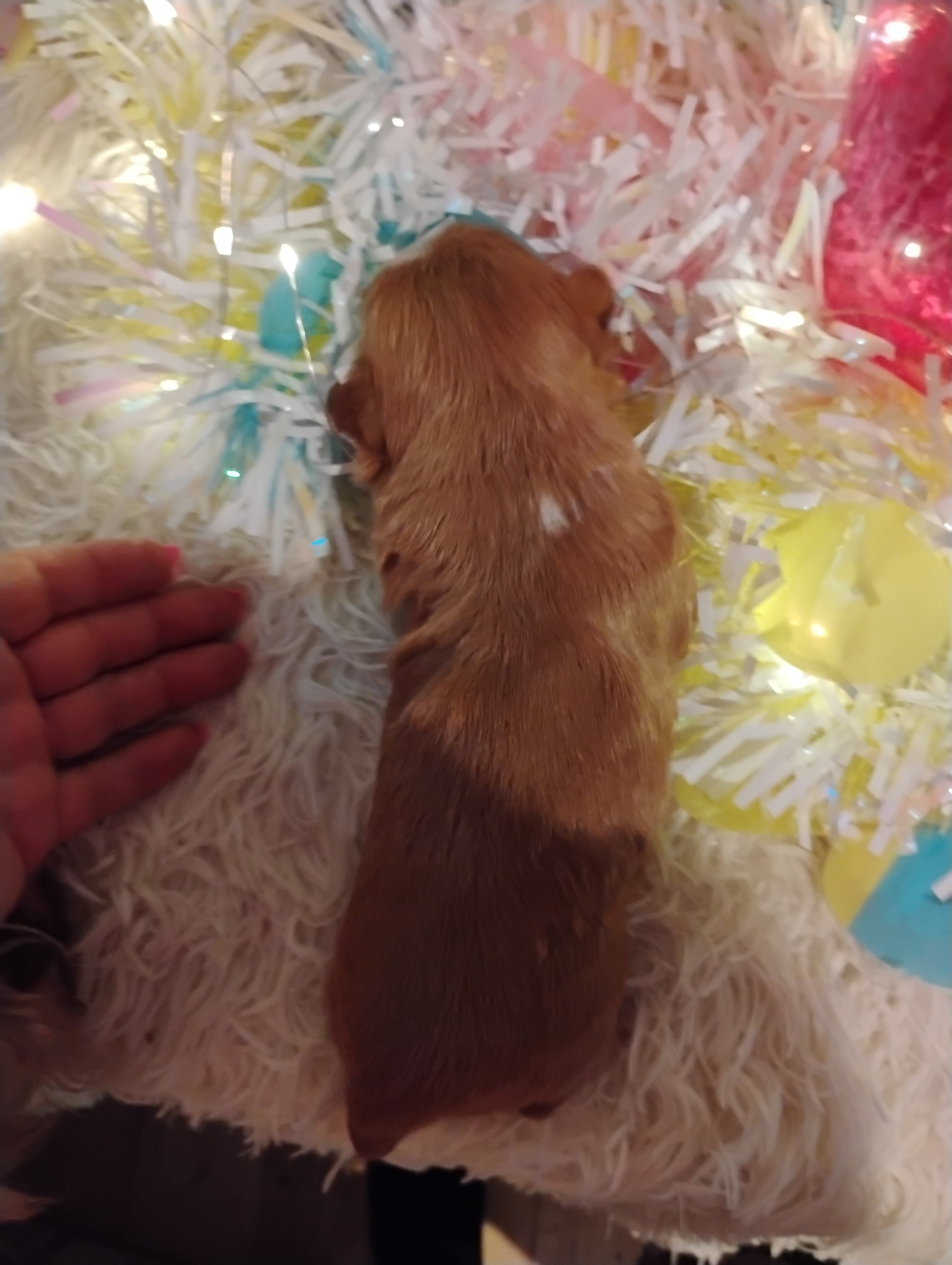Akc shih tzu puppy 2 boys and one girl image 4