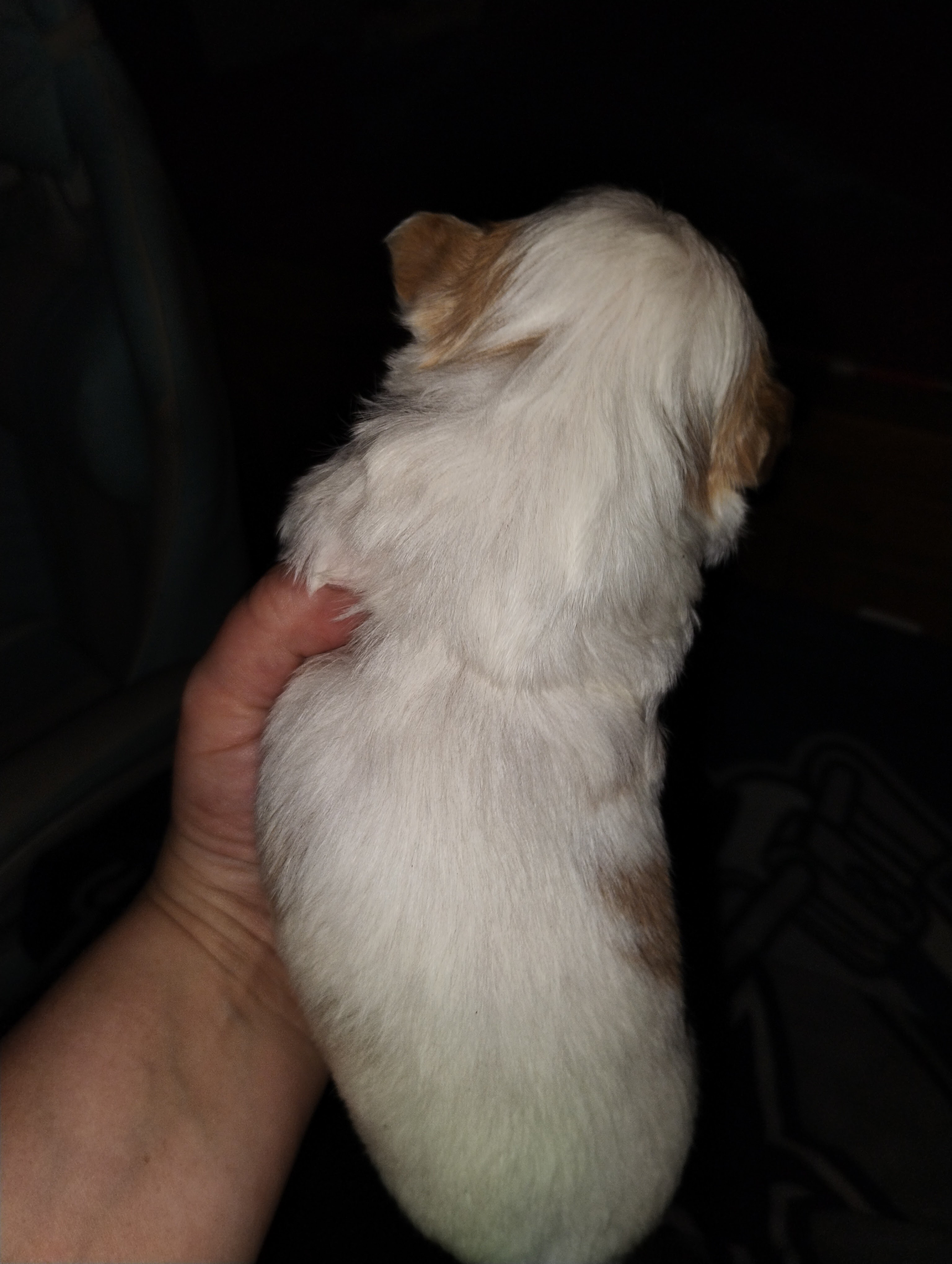 Akc shih tzu puppy 2 boys and one girl image 5