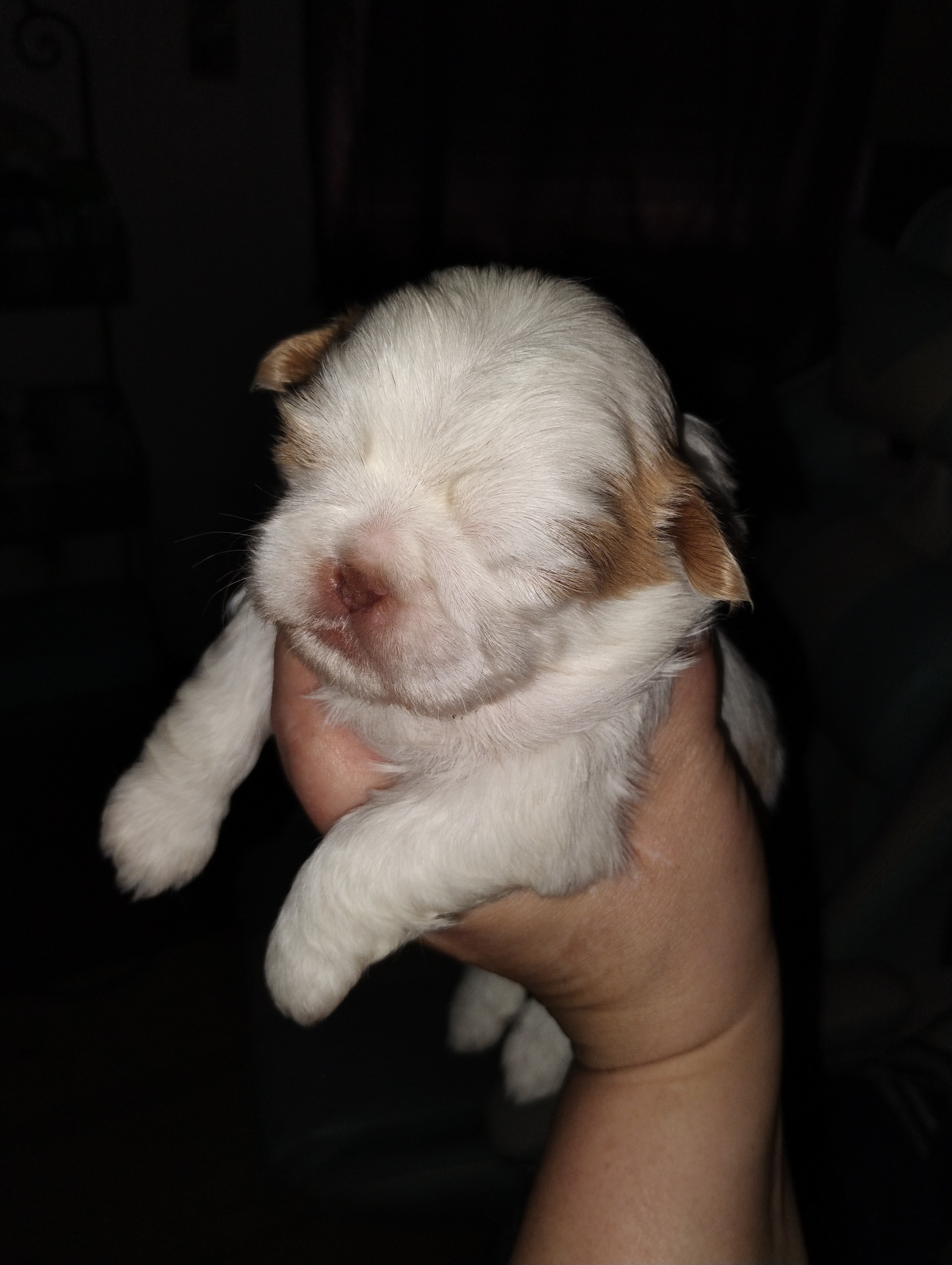 Akc shih tzu puppy 2 boys and one girl image 6