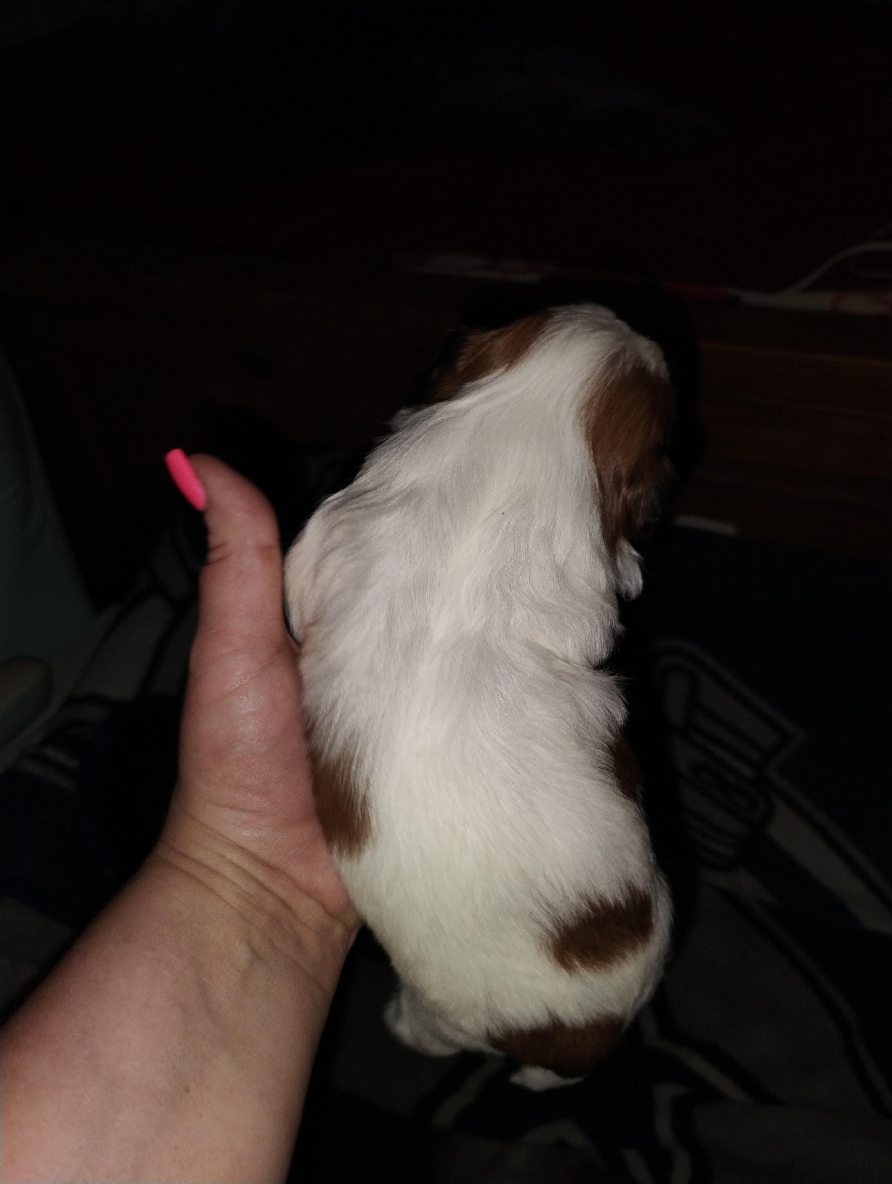 Akc shih tzu puppy 2 boys and one girl image 2