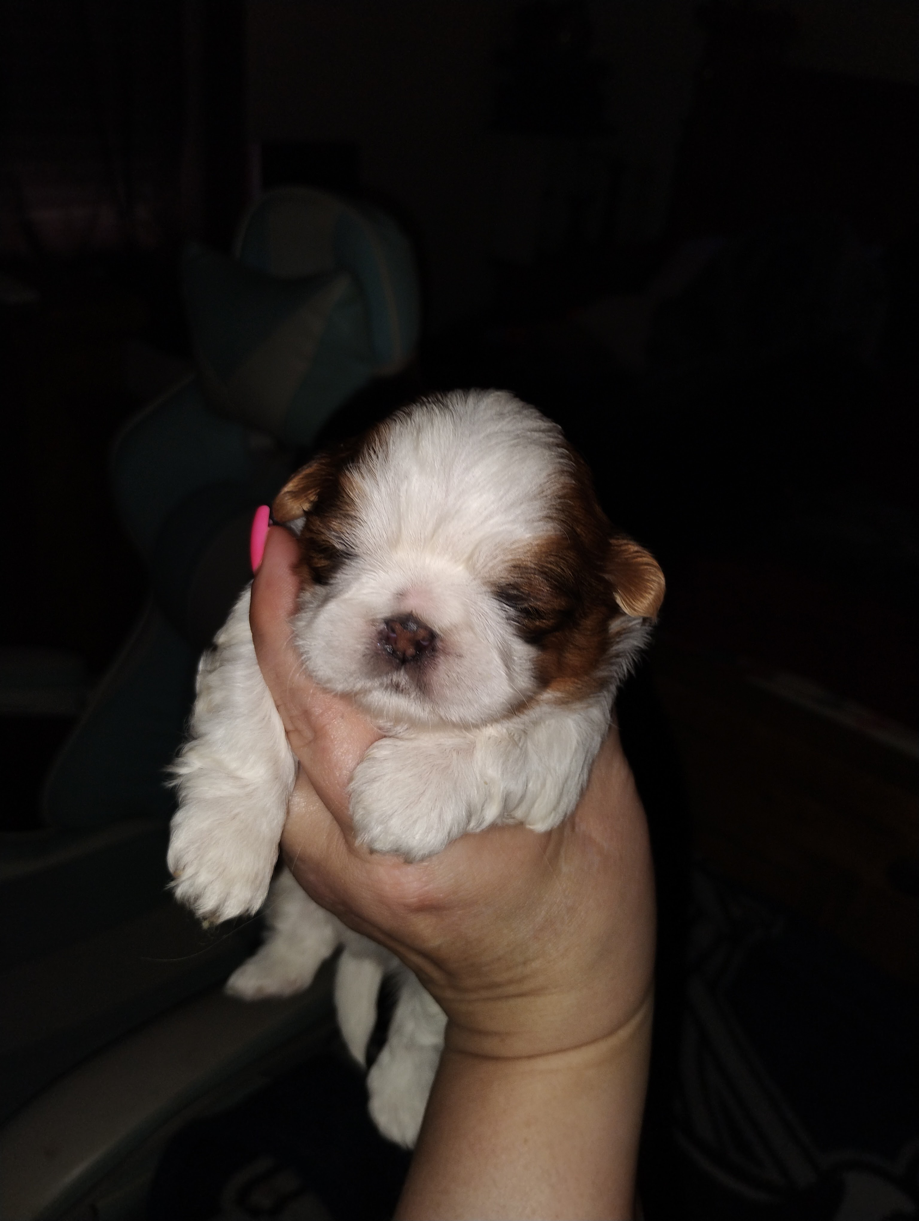 Akc shih tzu puppy 2 boys and one girl image 1