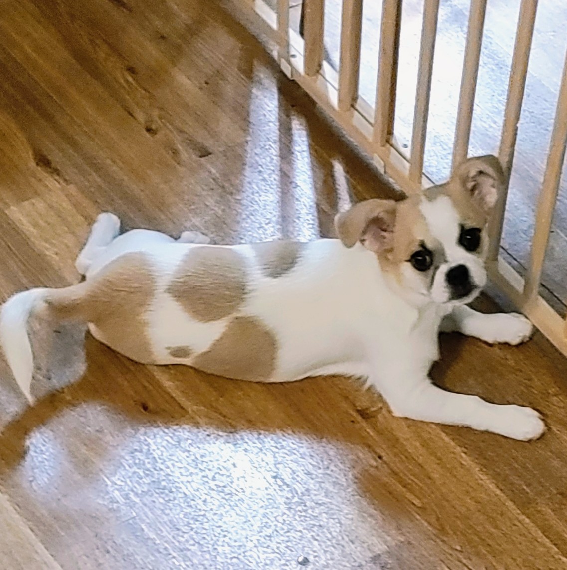 Female Chihuahua/Japanese Chin Puppy image 1