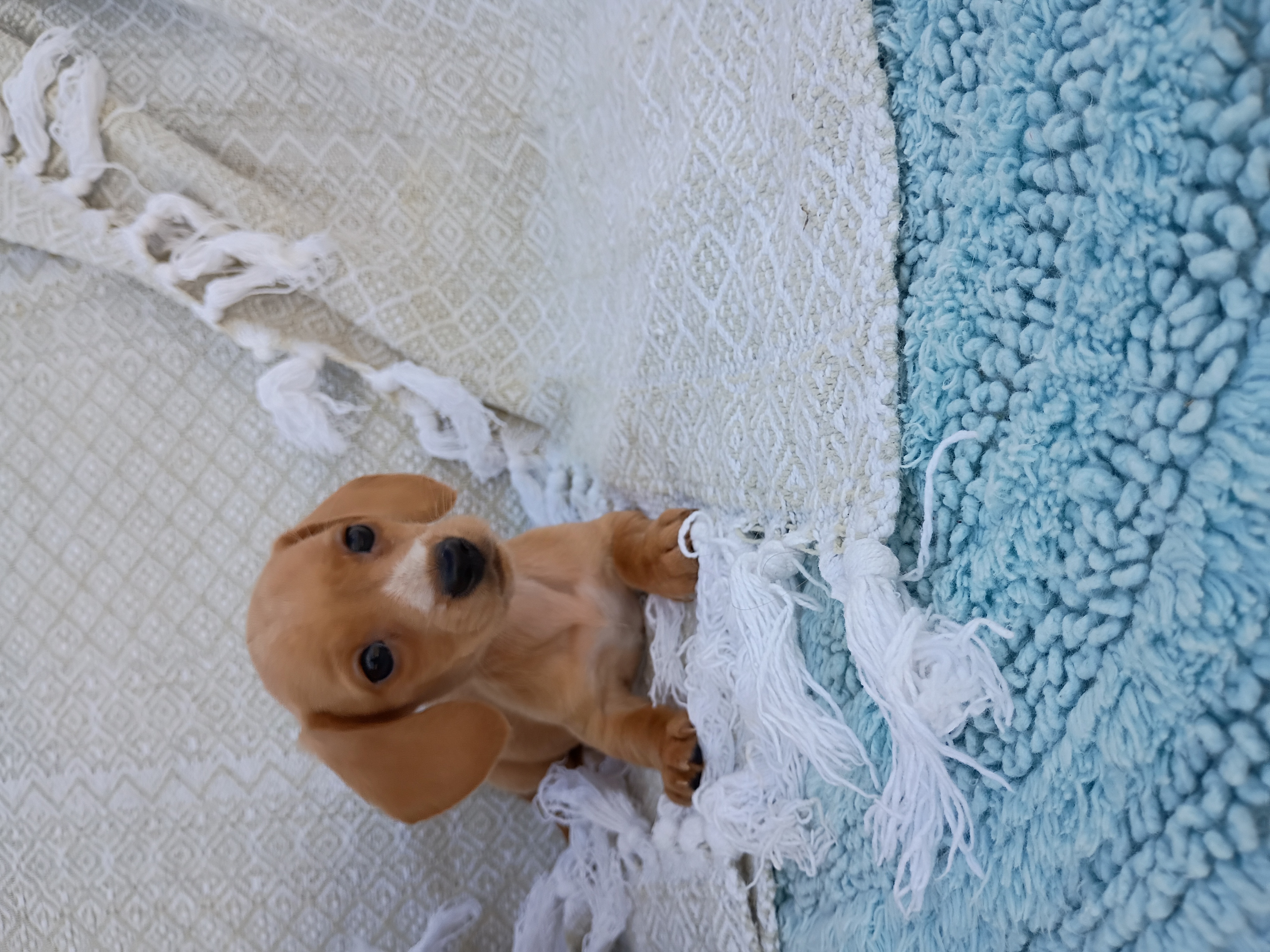 Miniature Dachshunds 2 females (reduced price) image 2