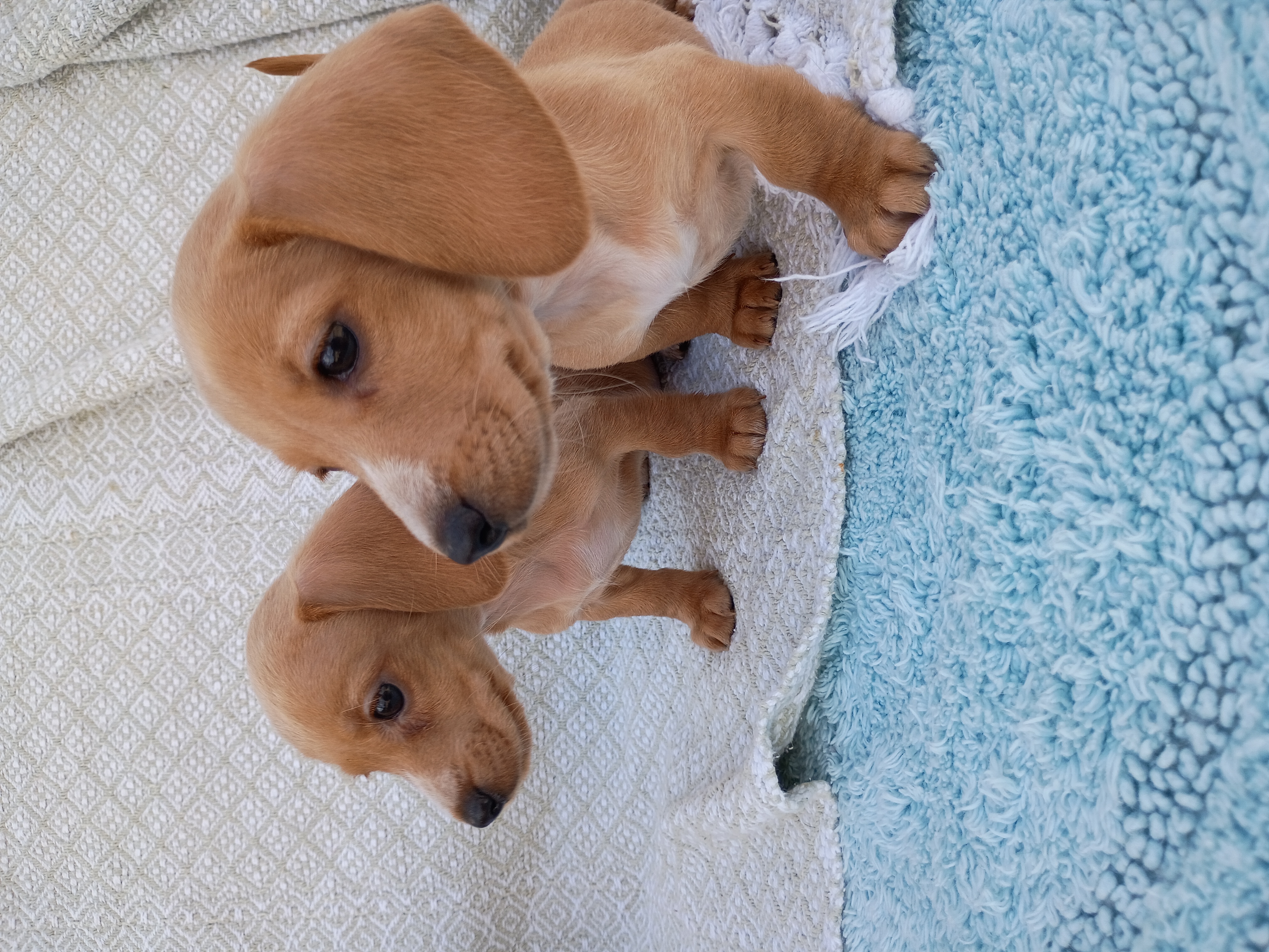 Miniature Dachshunds 2 females (reduced price) image 3