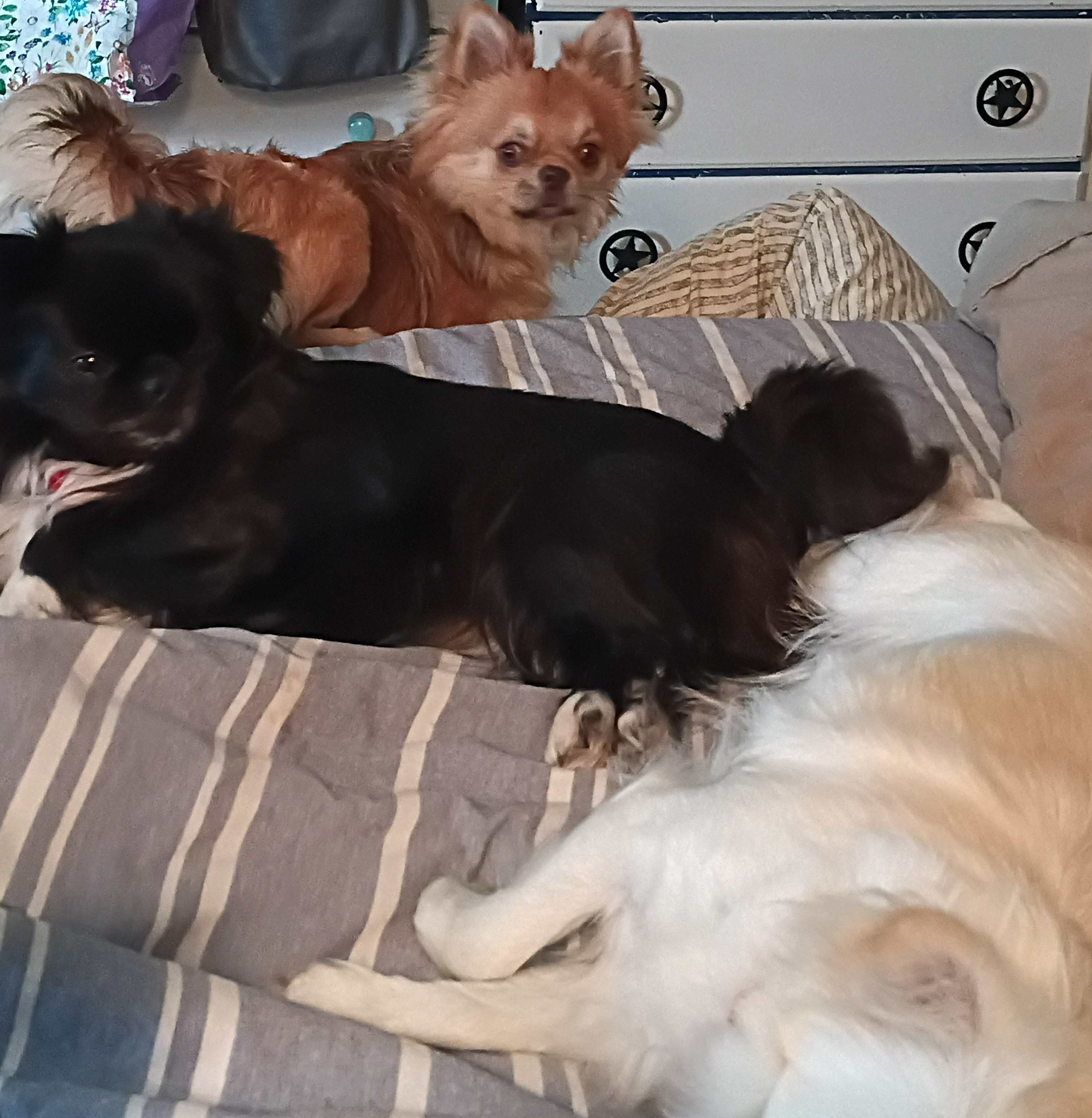 AKC STARTER BREEDING PACKAGE image 1