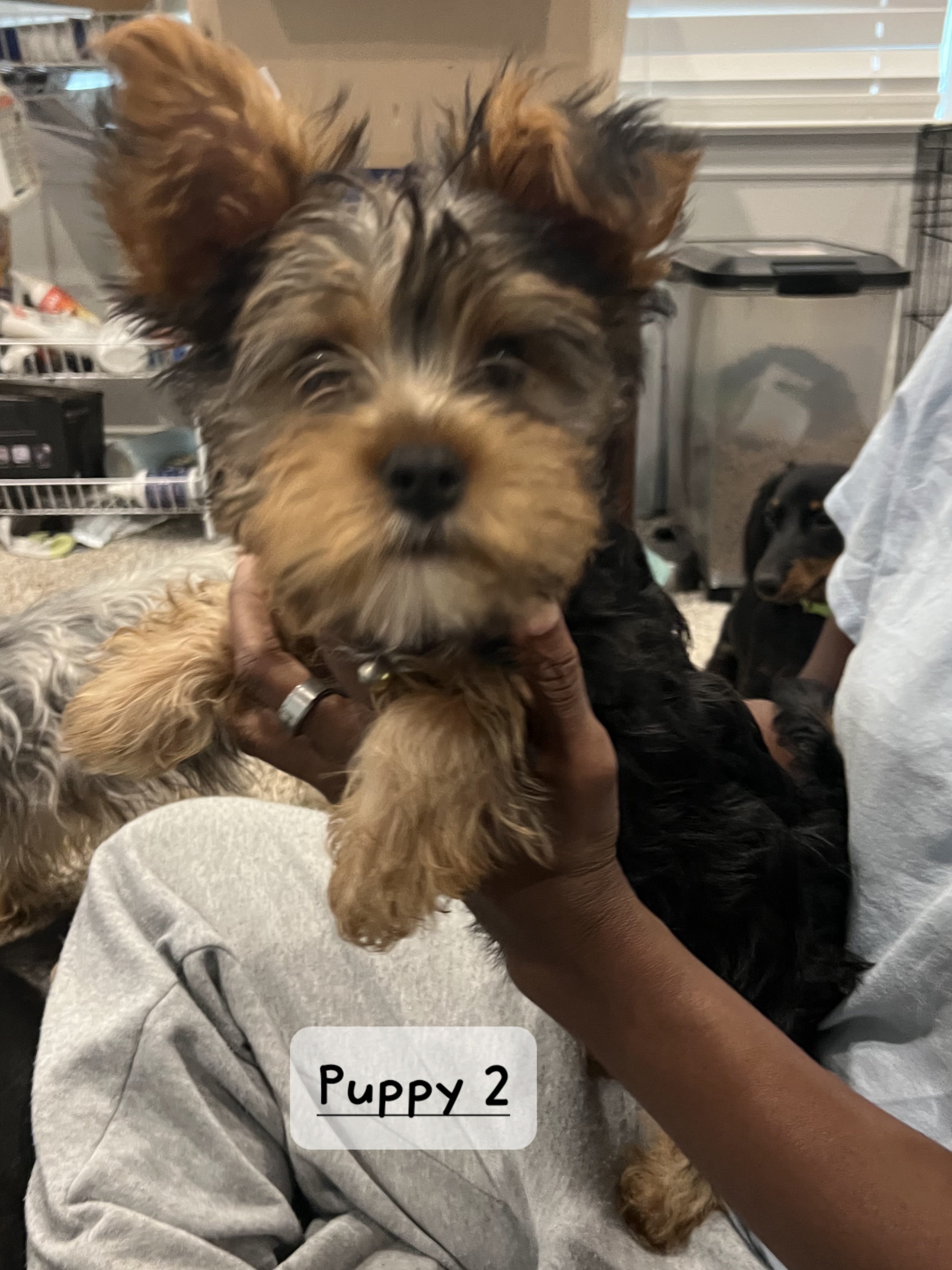 Yorkie Puppies image 3