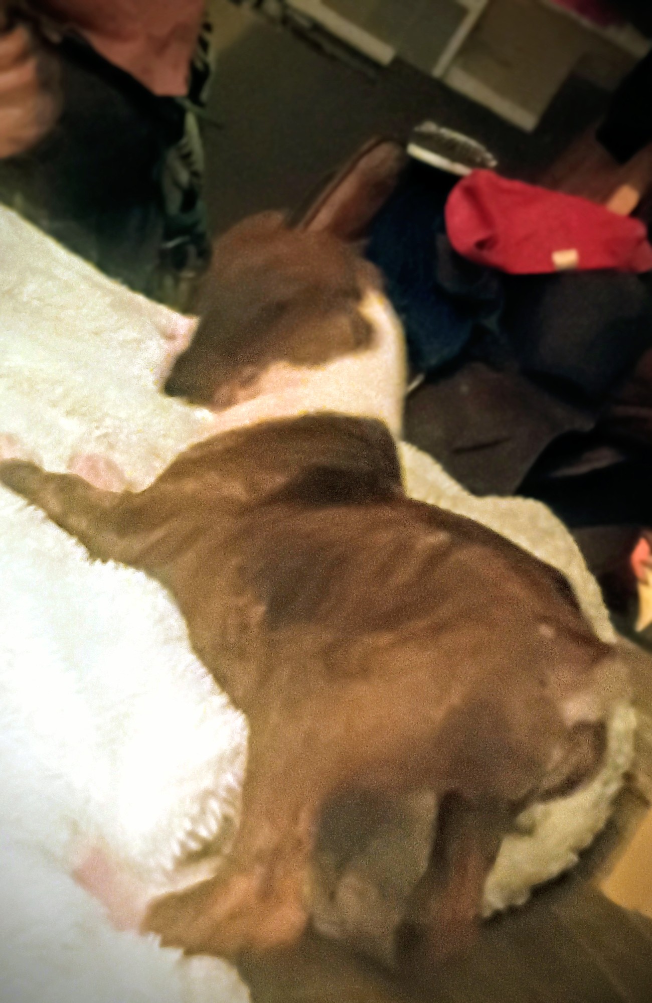 3p ranch n kennels image 10