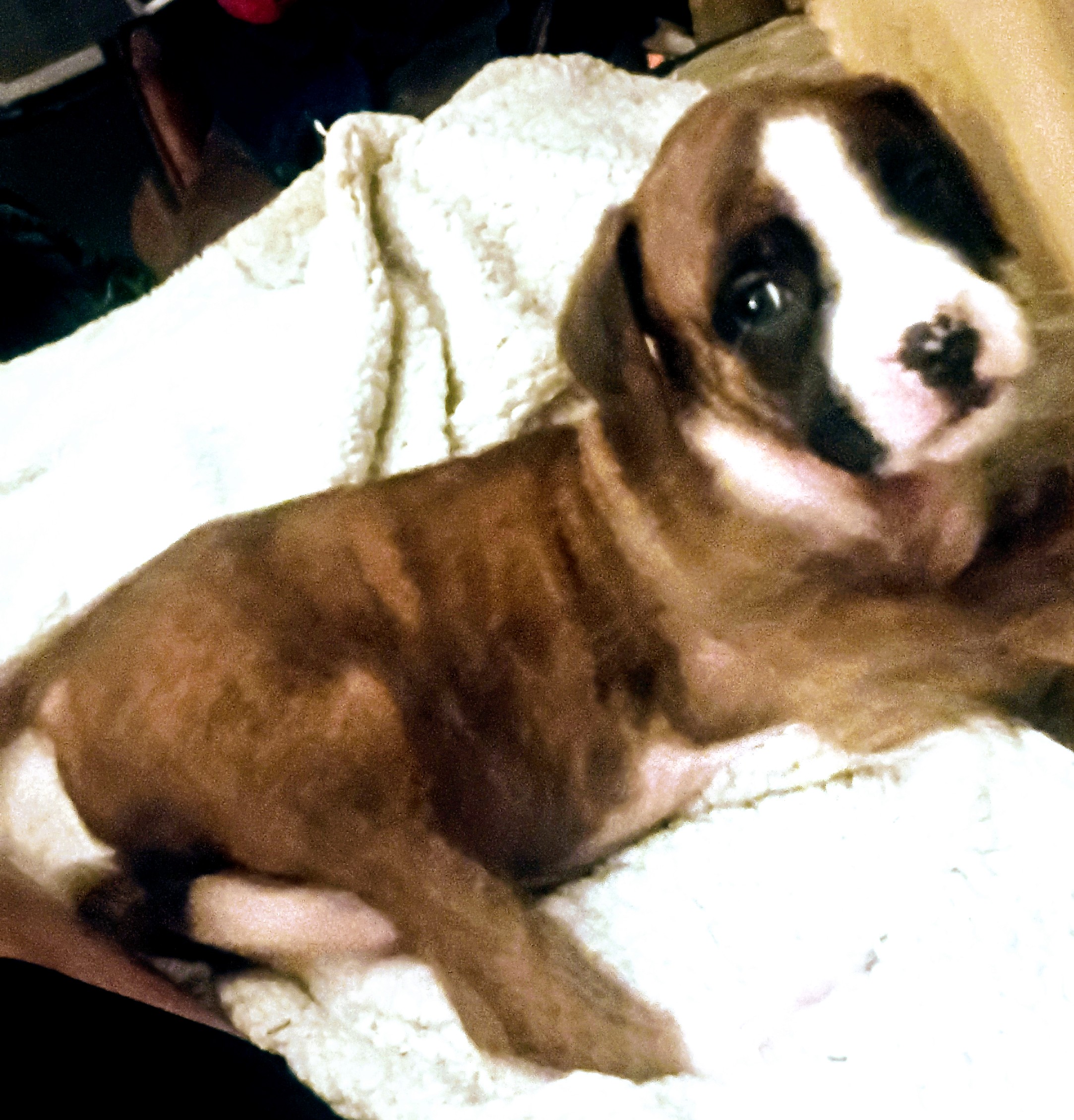 3p ranch n kennels image 9
