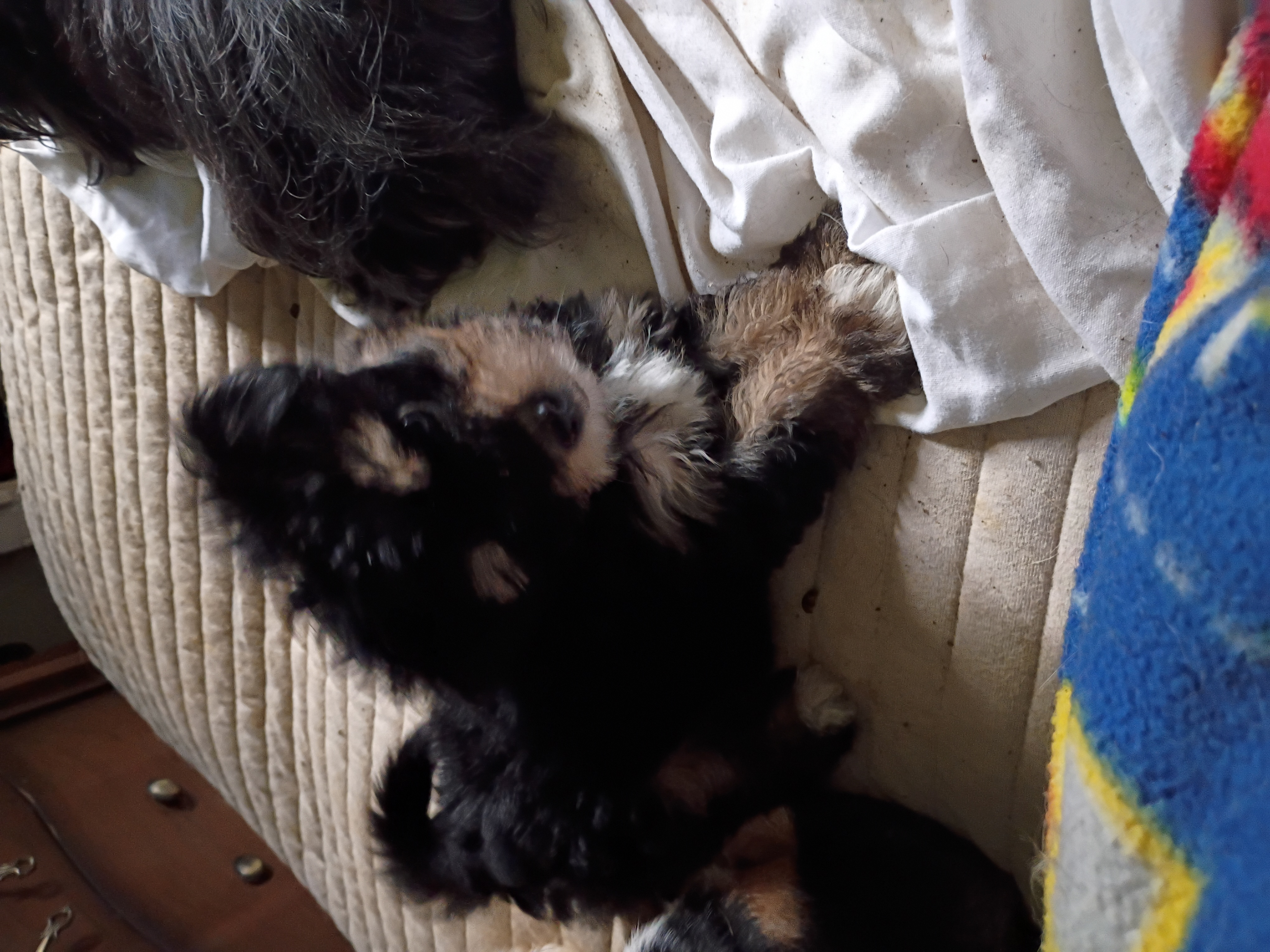 Yorkie image 3