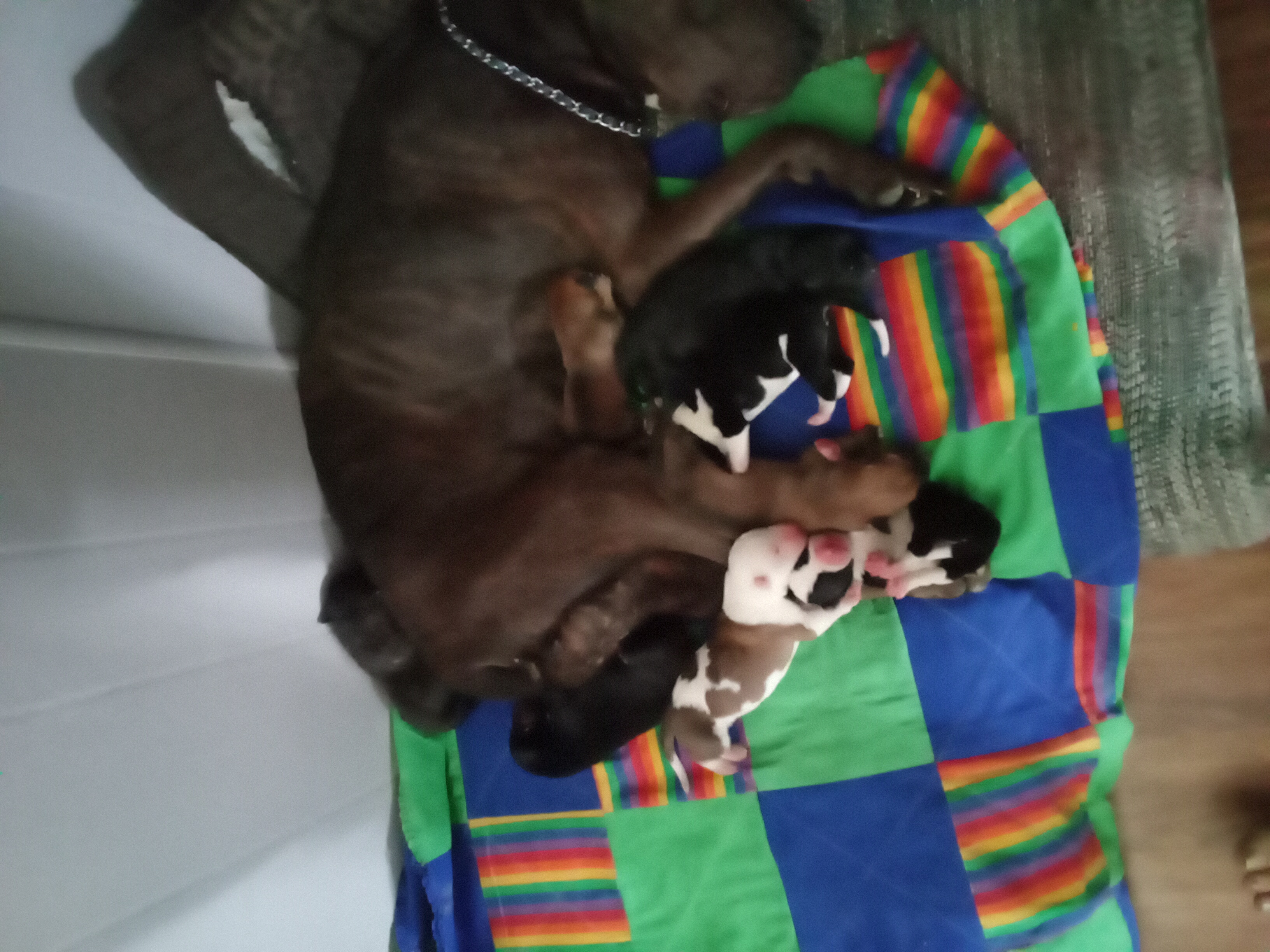 Puppies image 1