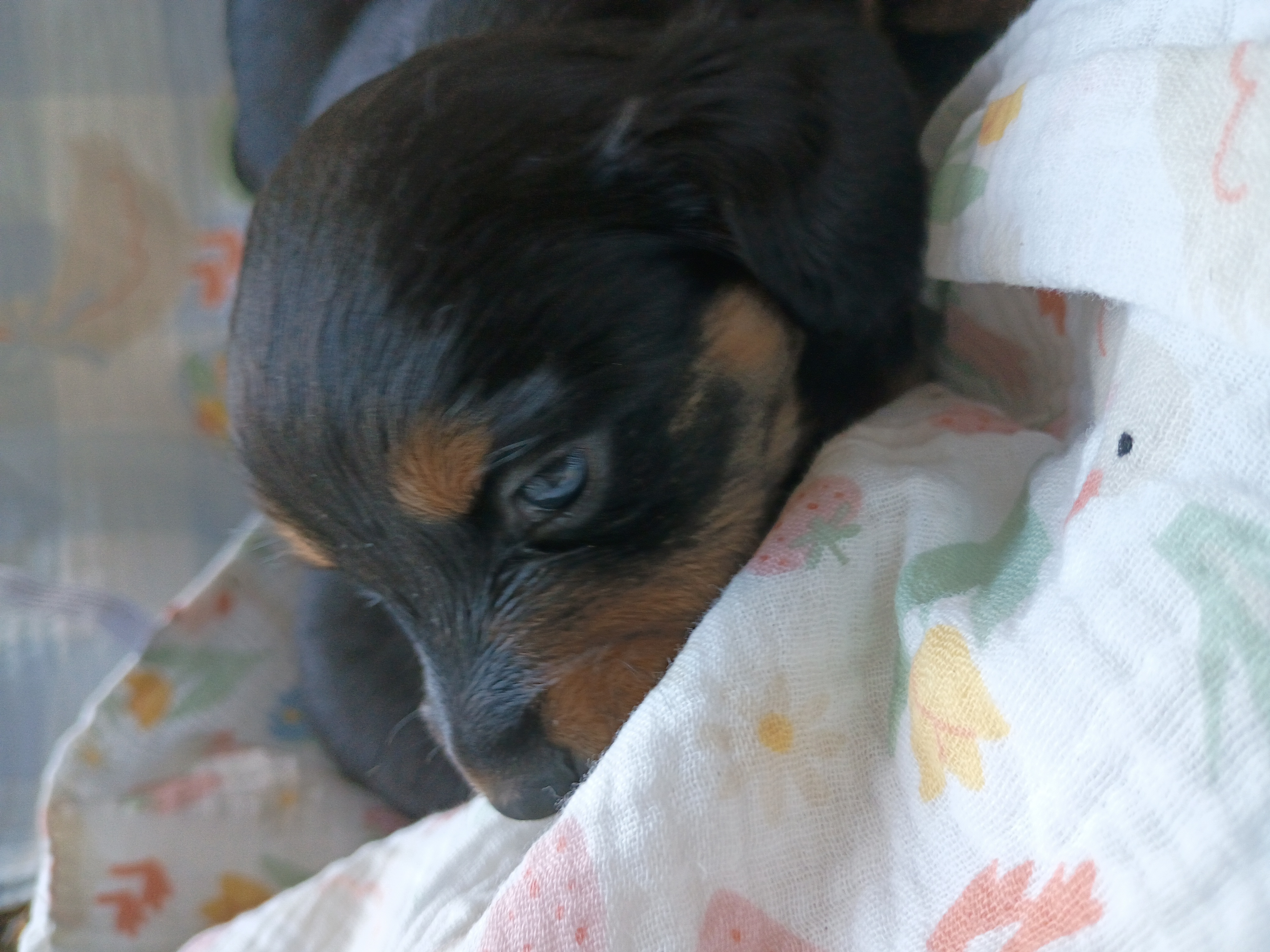 Miniature Dachshunds image 6