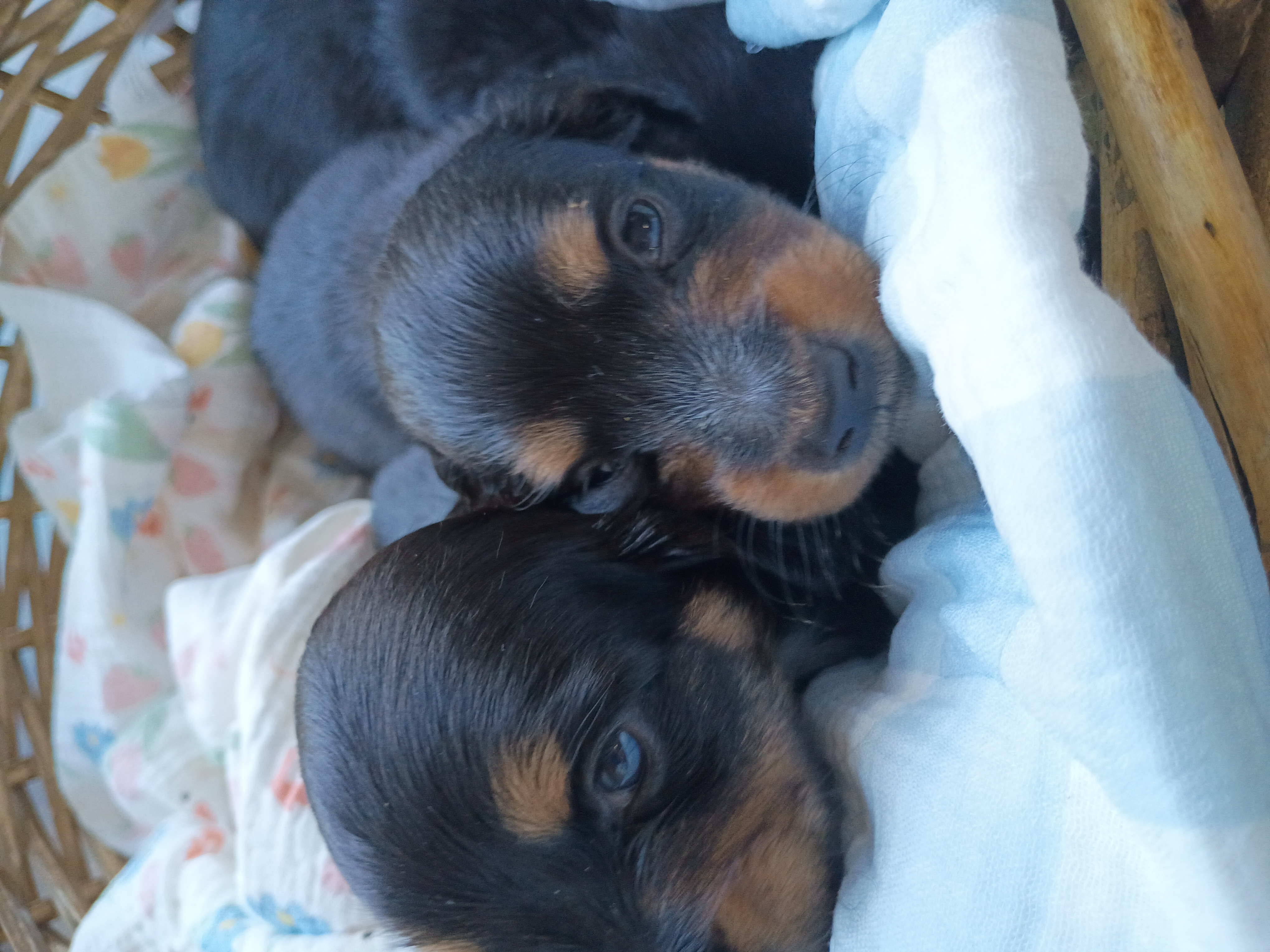 Miniature Dachshunds image 3