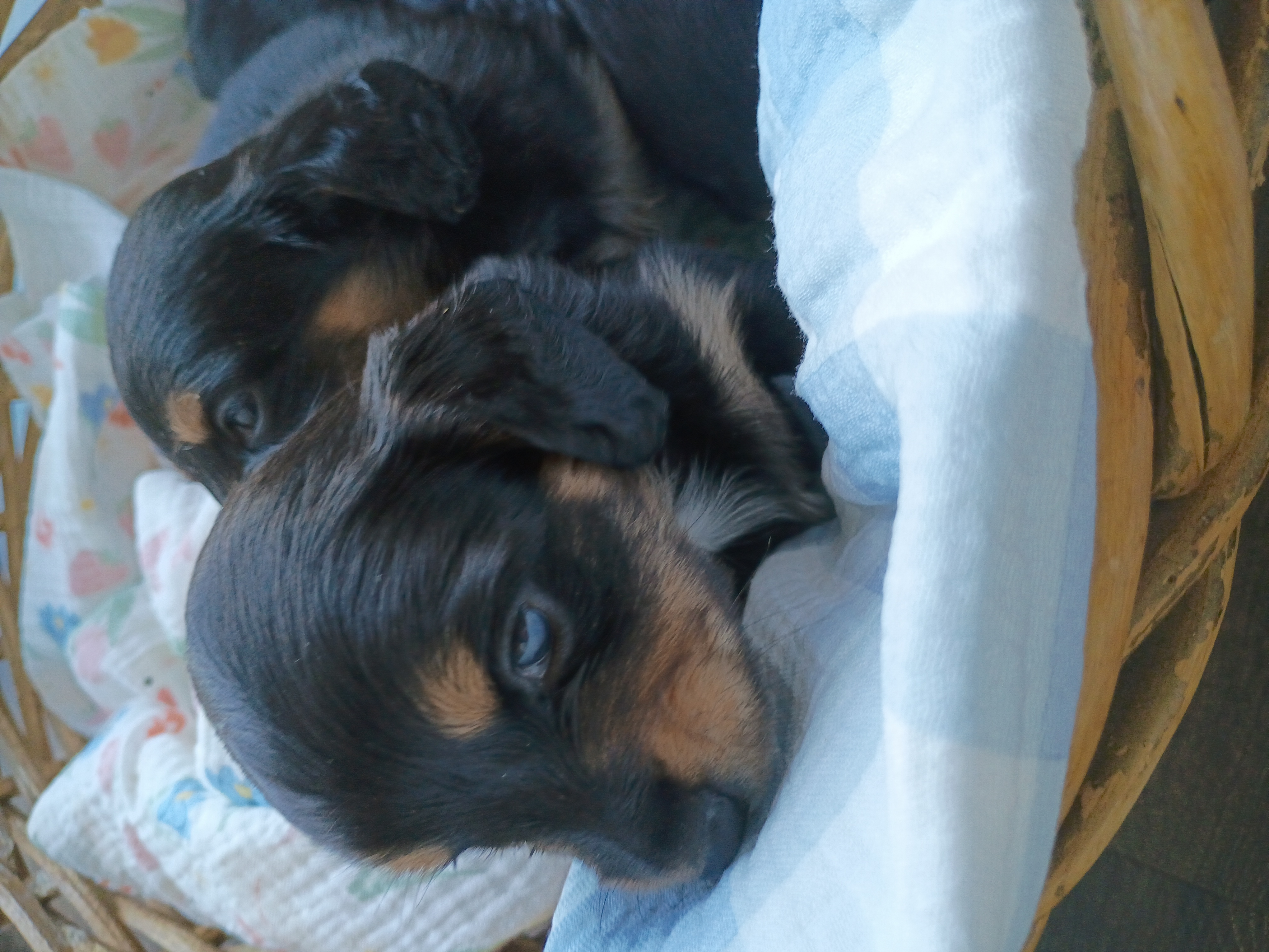 Miniature Dachshunds image 1
