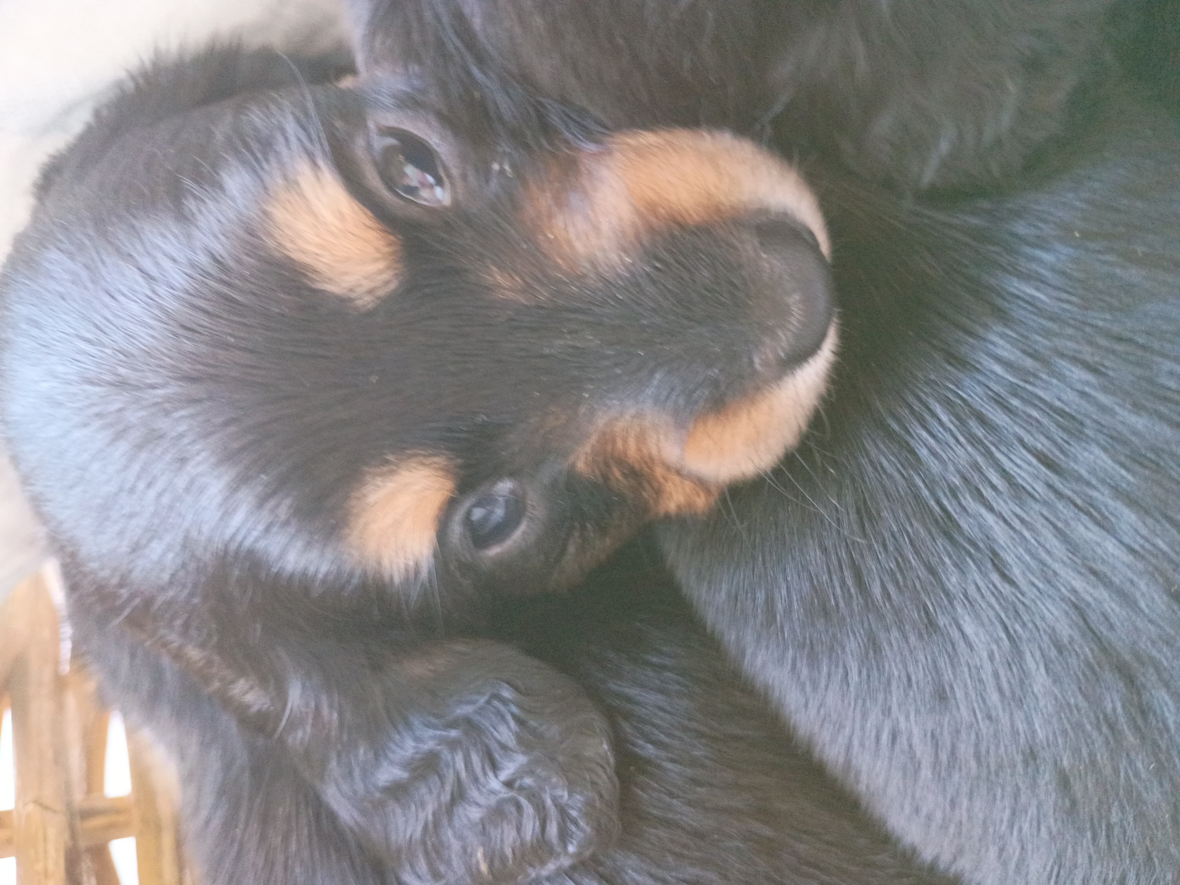Miniature Dachshunds image 5