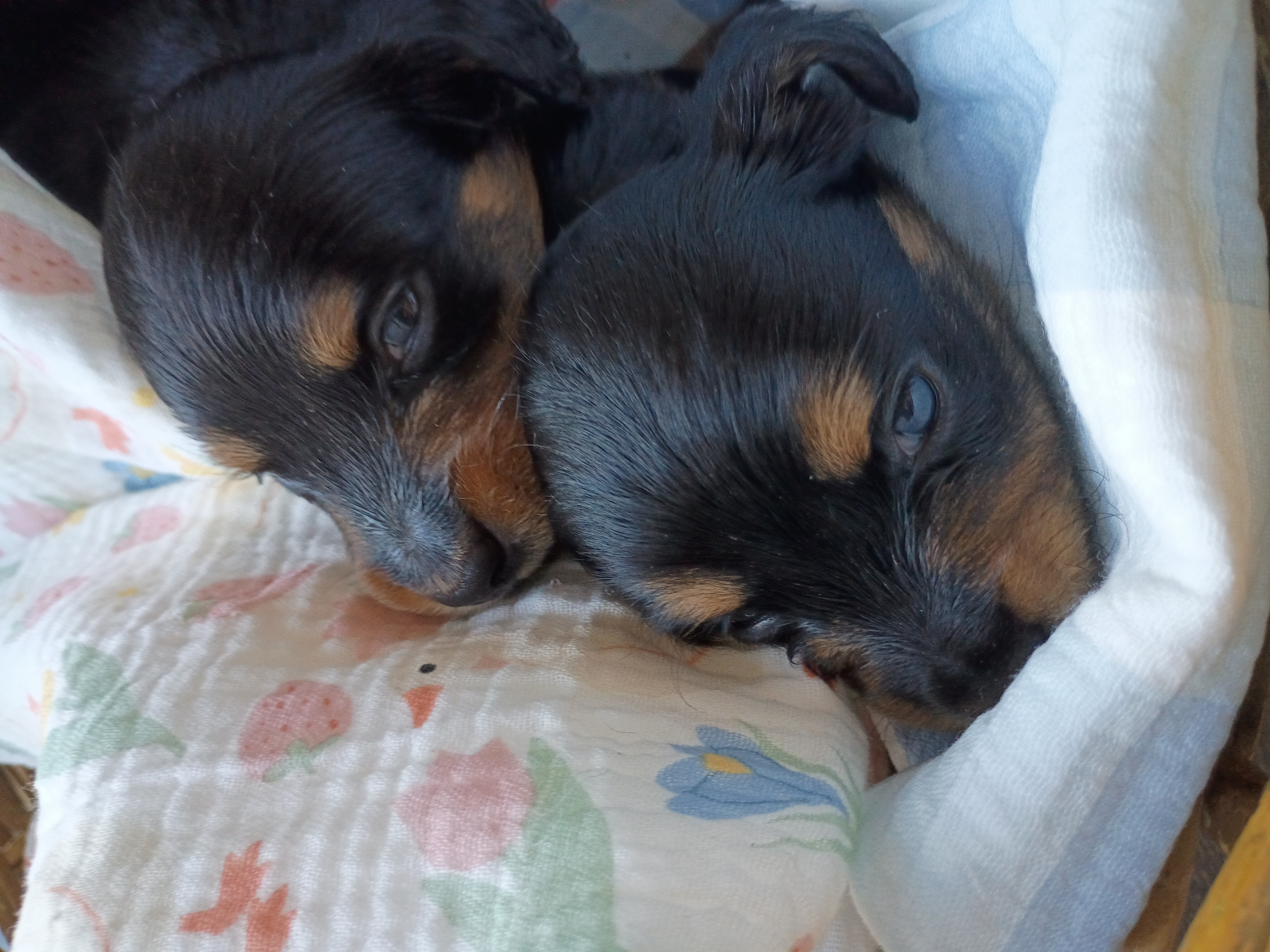 Miniature Dachshunds image 4